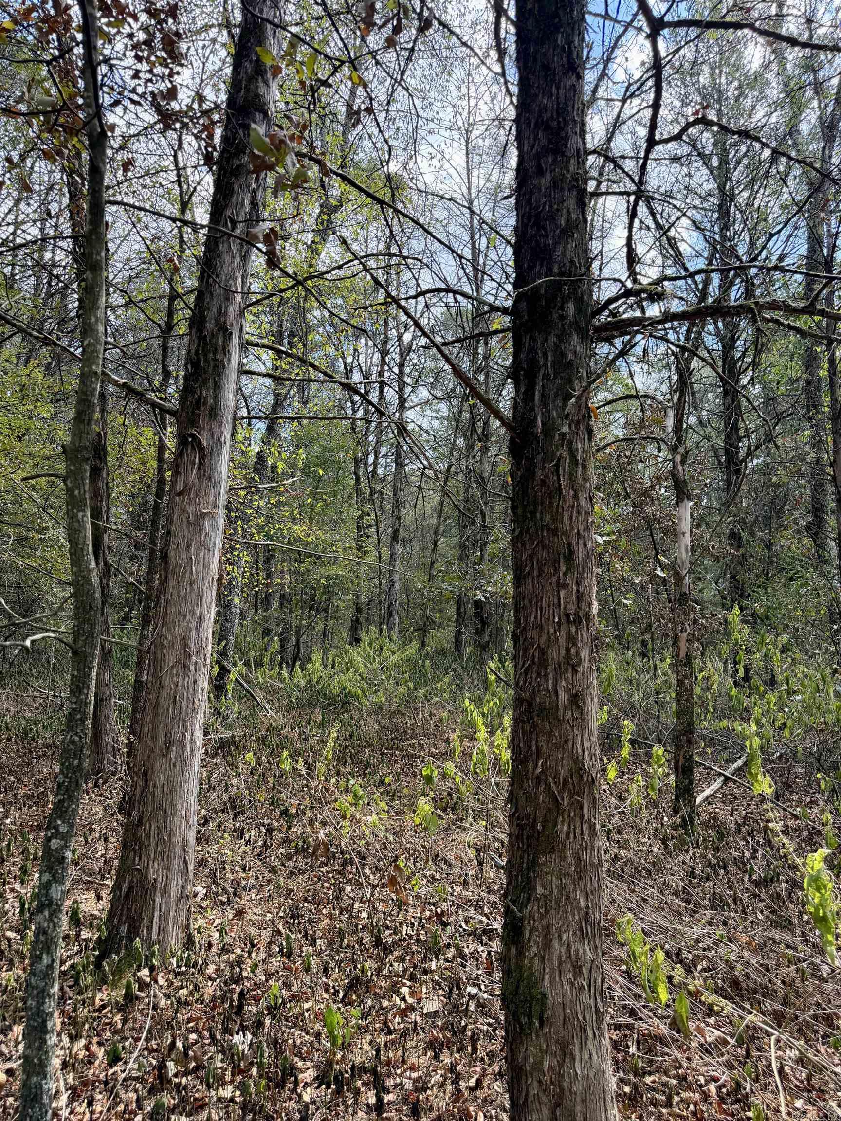 8.29 Acres Whitson Lane (tract 1) Property Photo 10