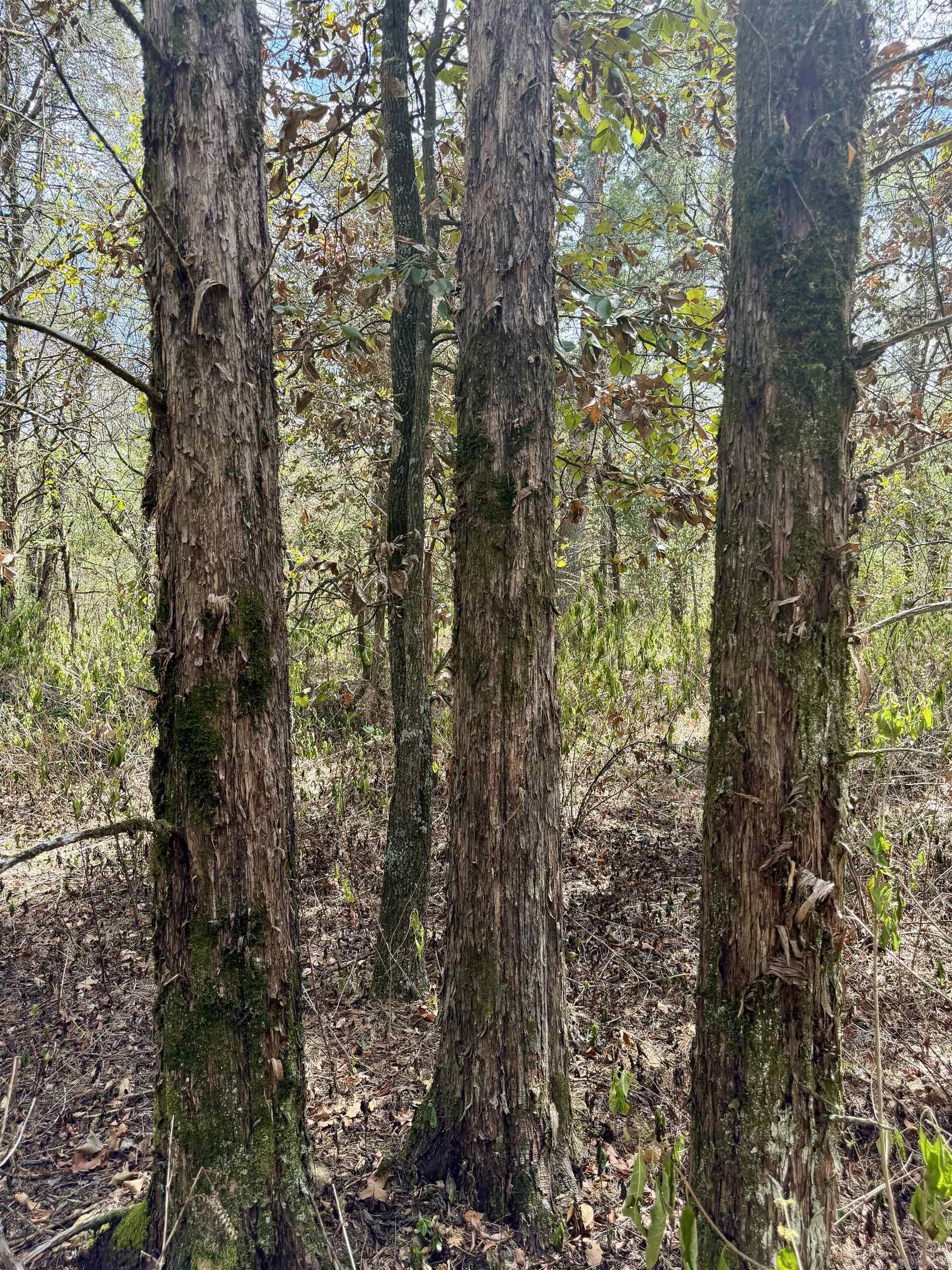 8.29 Acres Whitson Lane (tract 1) Property Photo 11