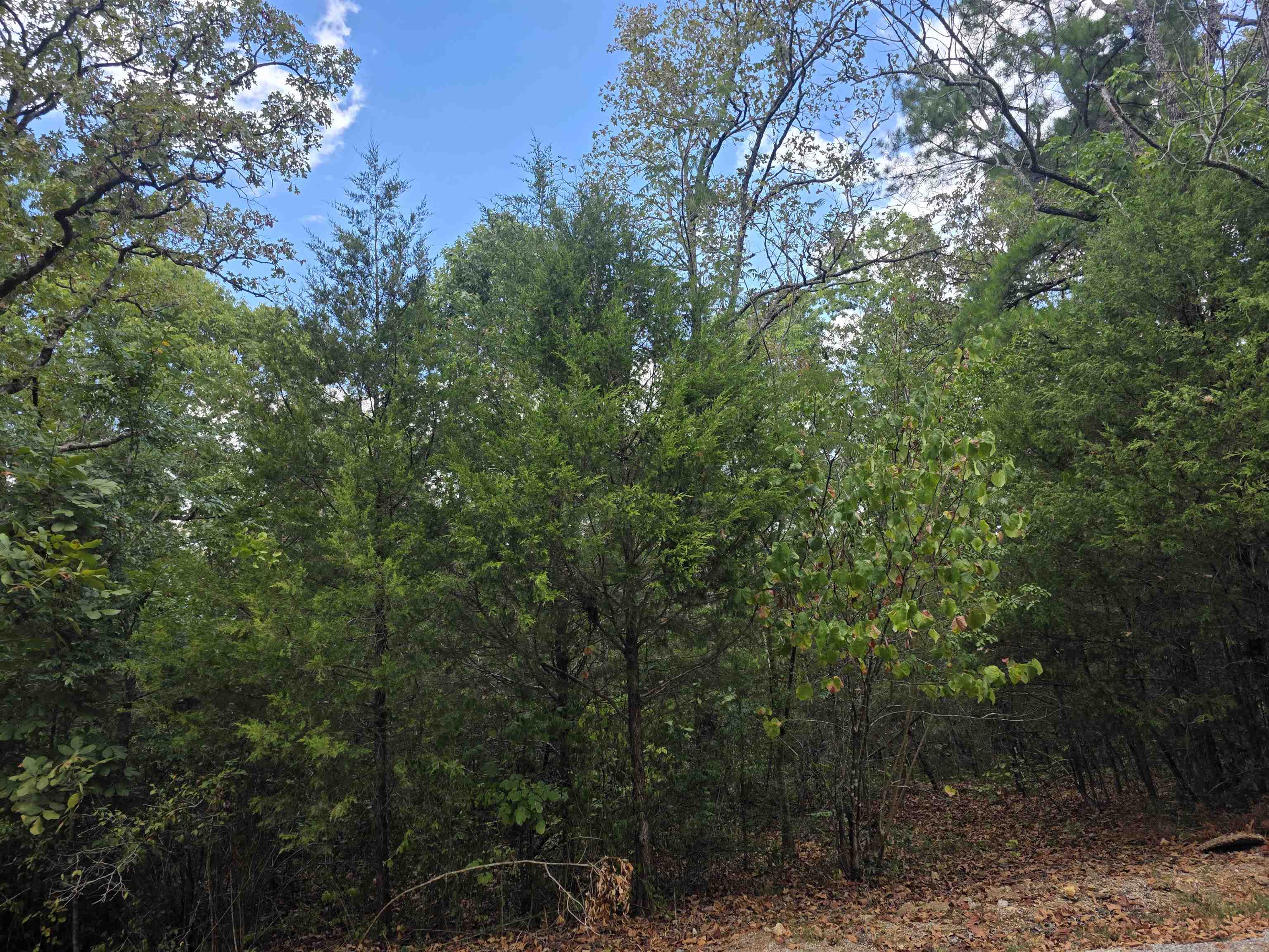 Tbd Multiple Lots Hardy&oa Property Photo 16
