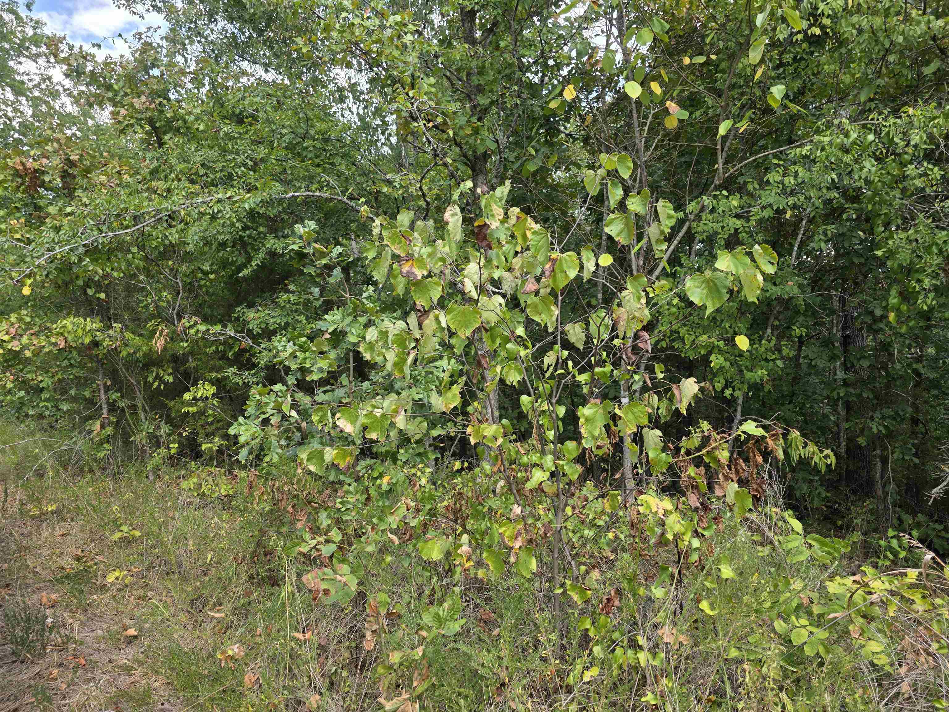 Tbd Multiple Lots Hardy&oa Property Photo 25