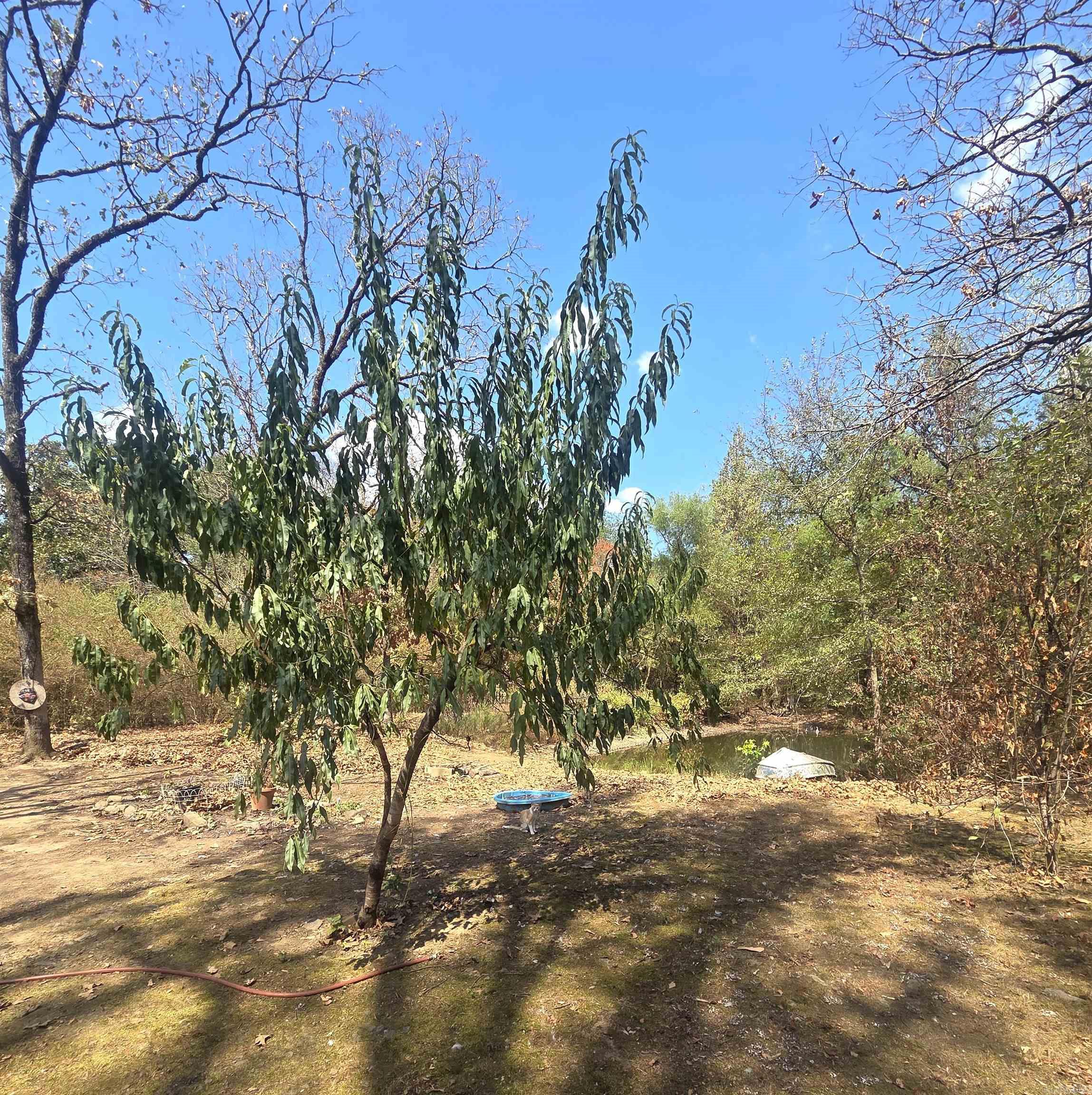 4675 Dooley Road Property Photo 22