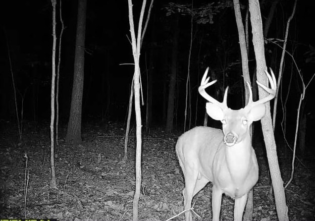 0000 Buck Ridge Lane Property Photo 11