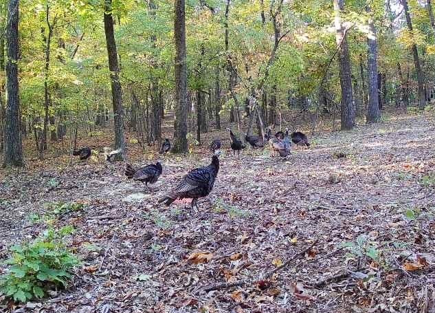 0000 Buck Ridge Lane Property Photo 14