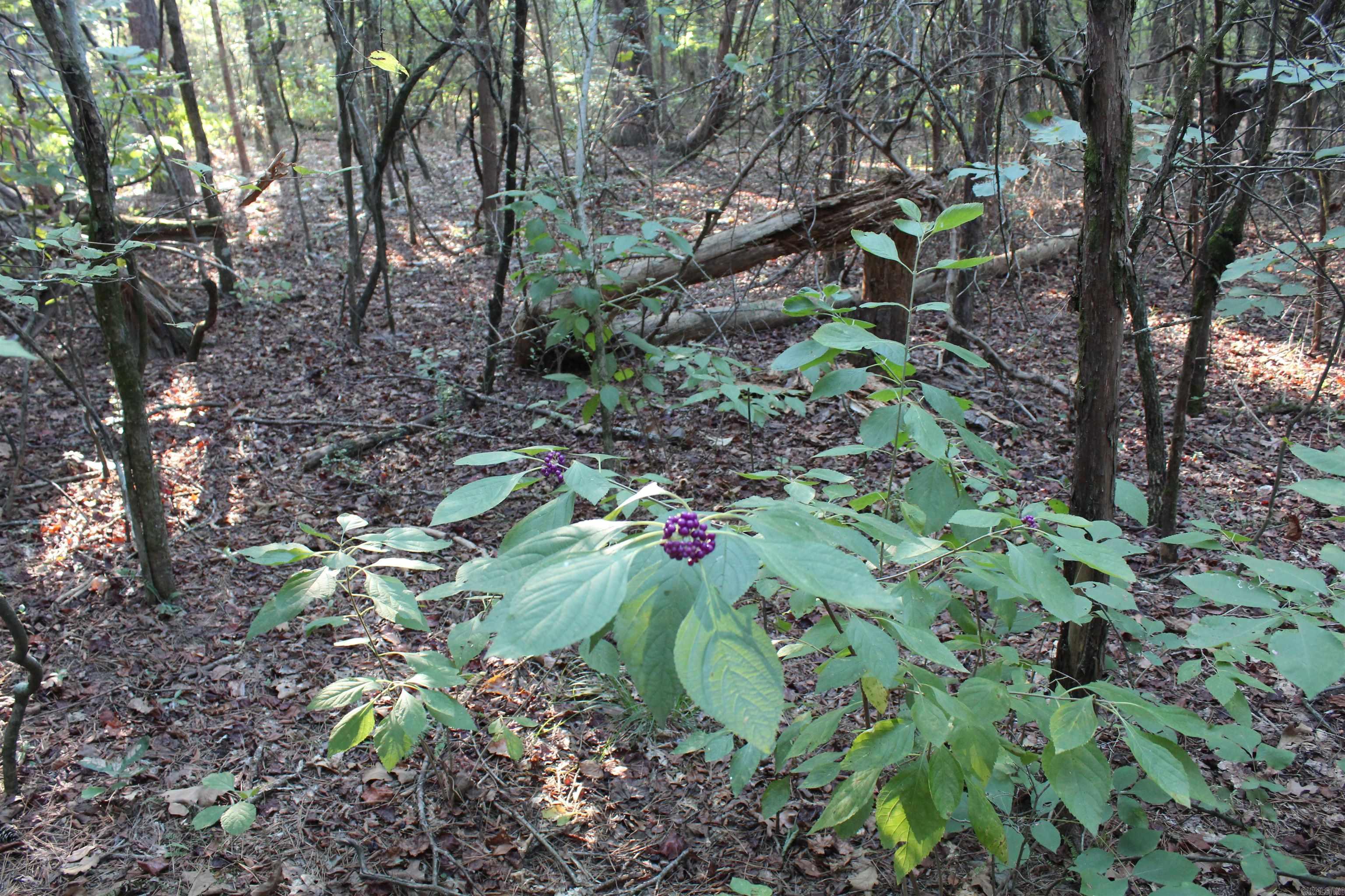 990 Mahan Drive Property Photo 19