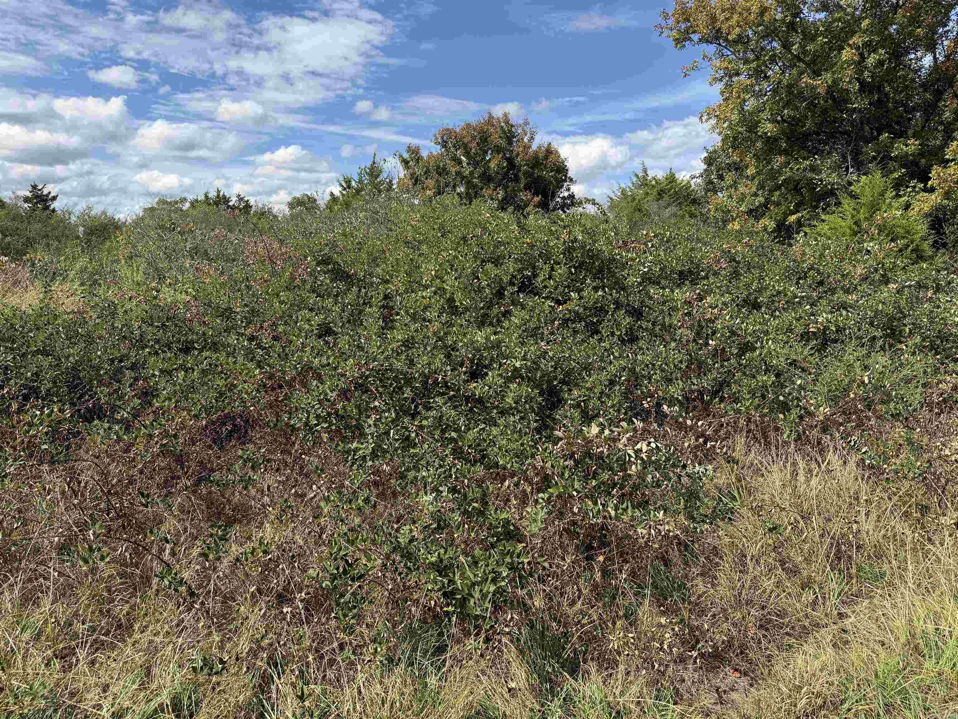 234 Bliss Road Property Photo 14