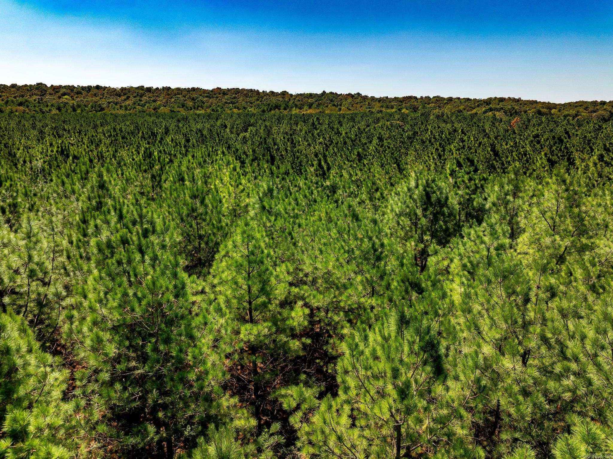 000 Hwy. 31 Property Photo 6