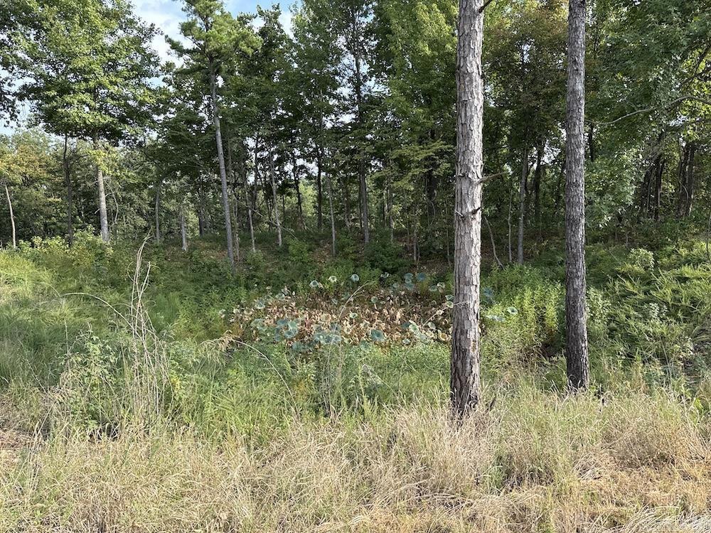 Cozahome Rd Property Photo 21