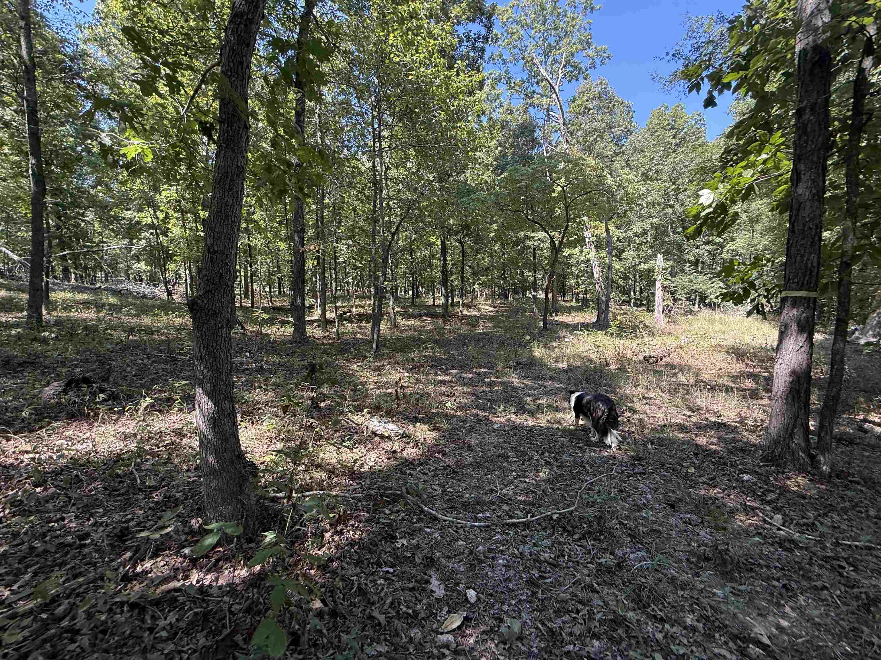 1778 Hwy 63 Property Photo 8