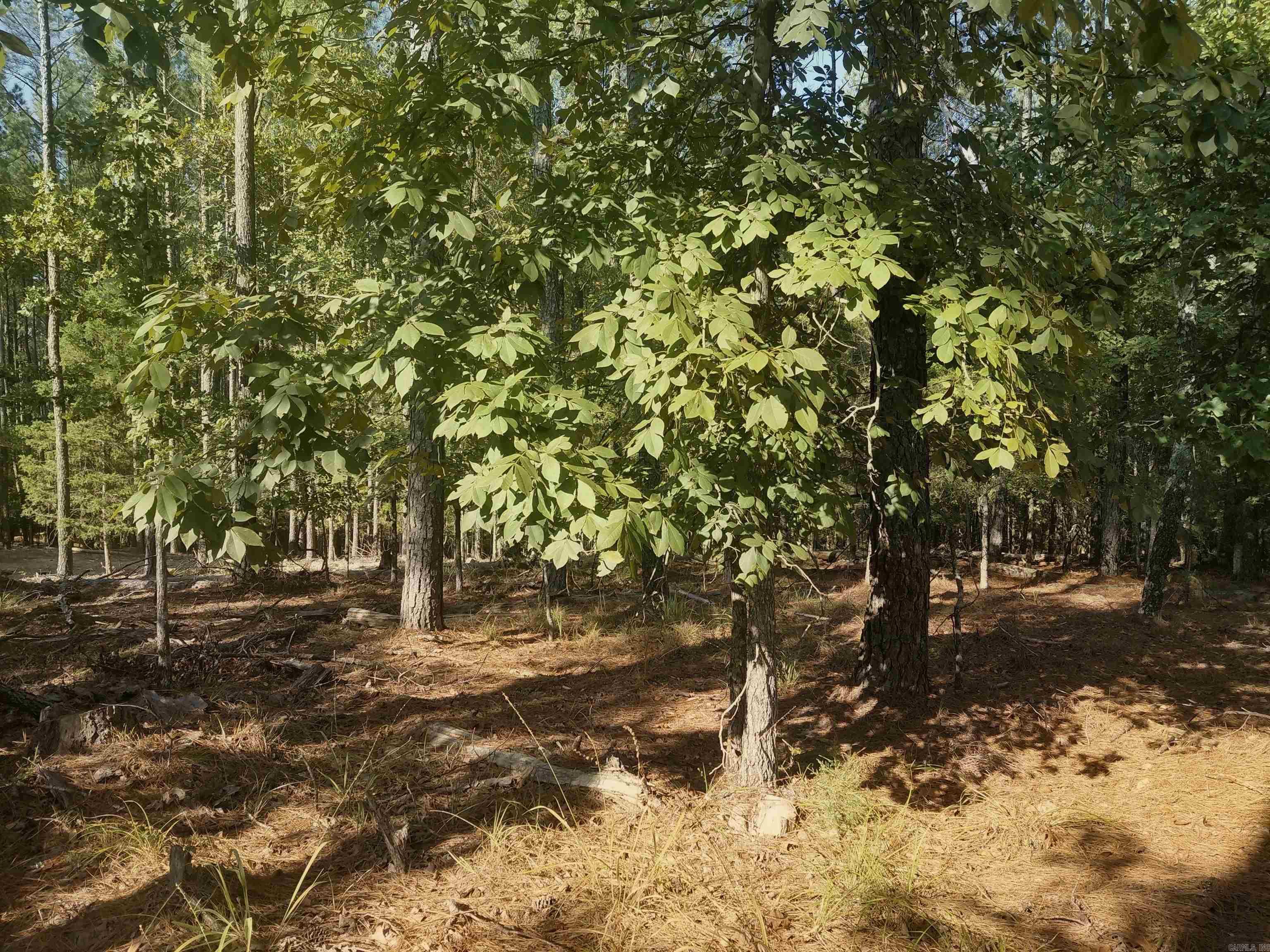 16 Vigoroso Lane Property Photo 3
