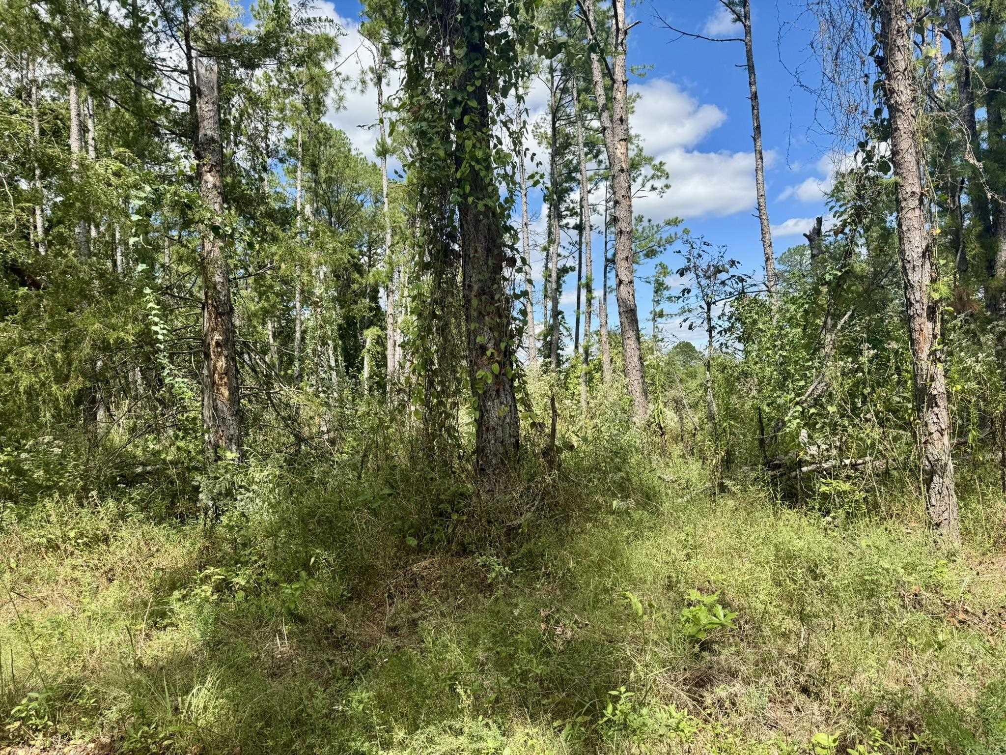 381 Preacher Road Property Photo 7