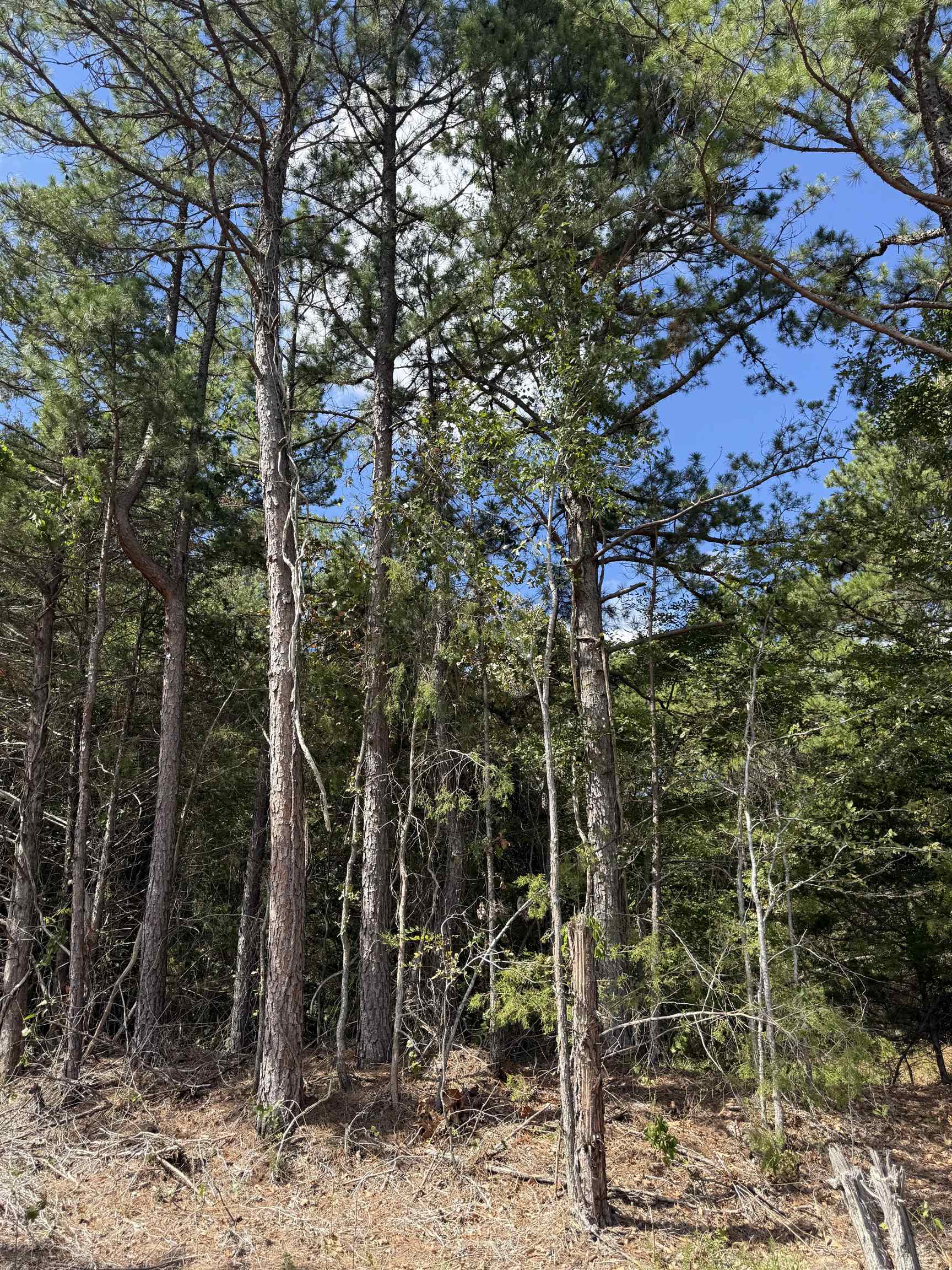 1a County Road 149 Property Photo 1