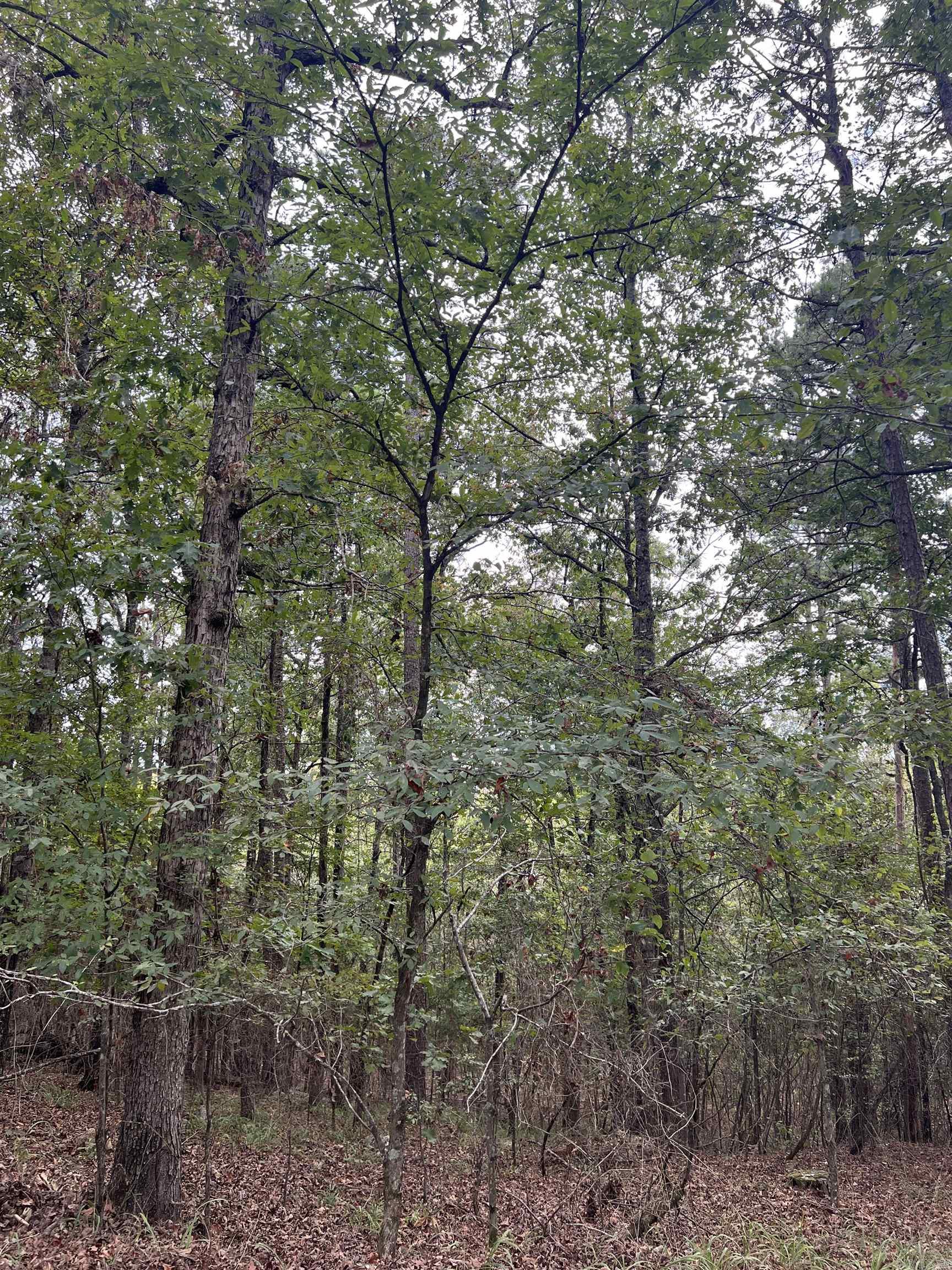 Tbd #2 N Chaparral Property Photo 5