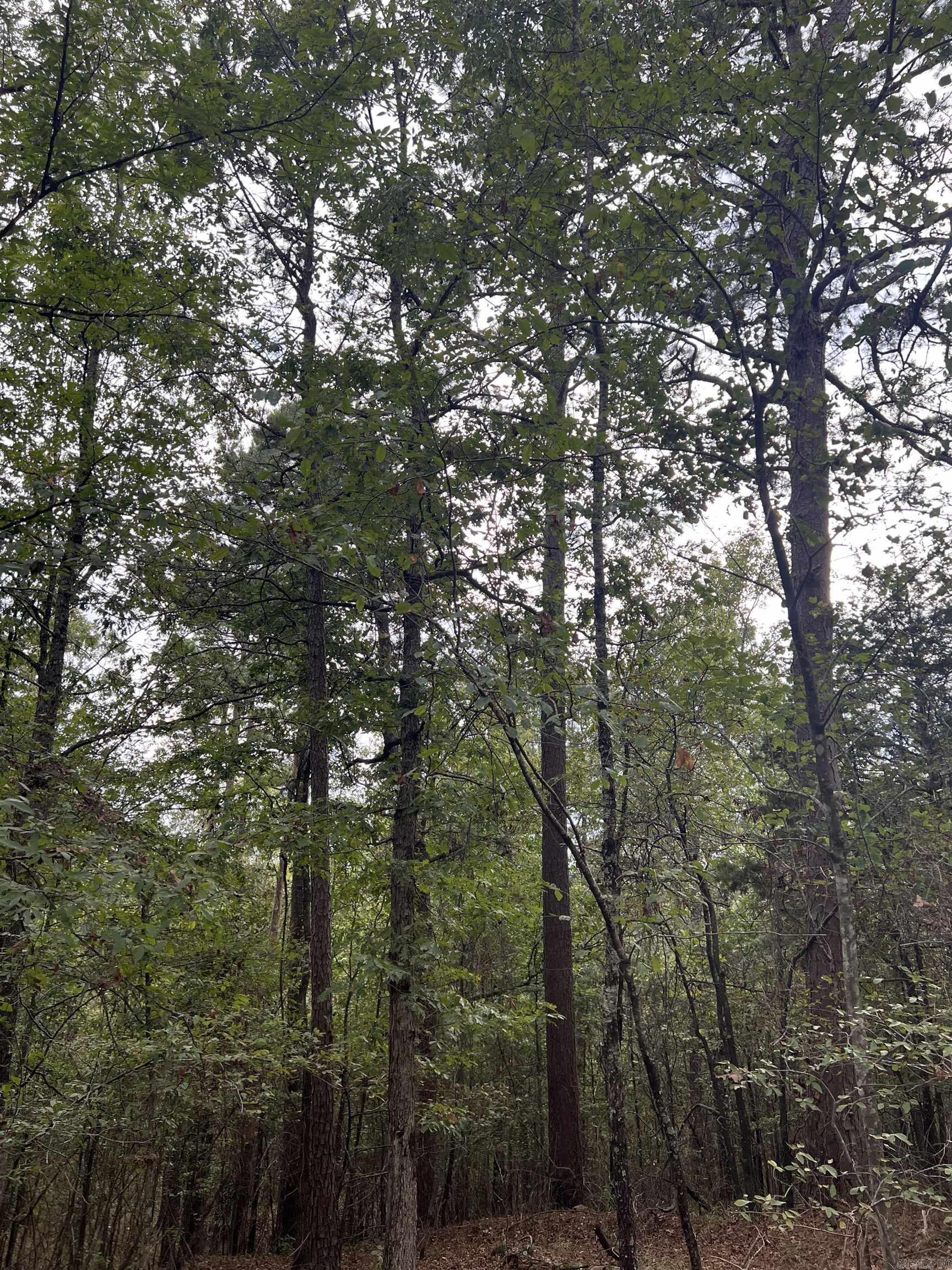 Tbd #2 N Chaparral Property Photo 6