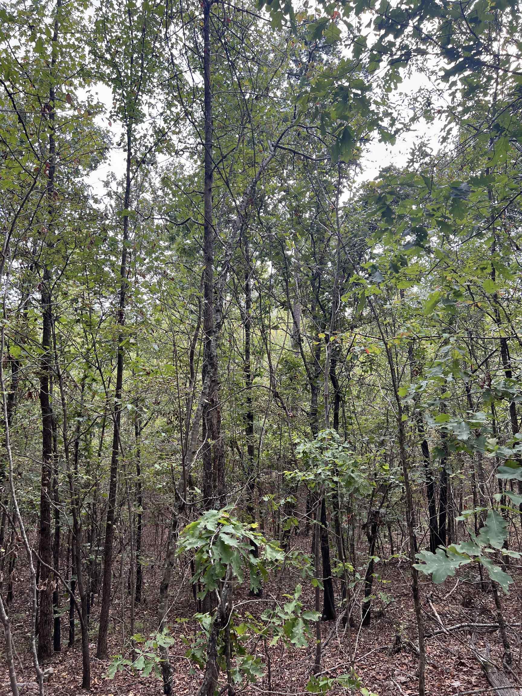 Tbd #2 N Chaparral Property Photo 19