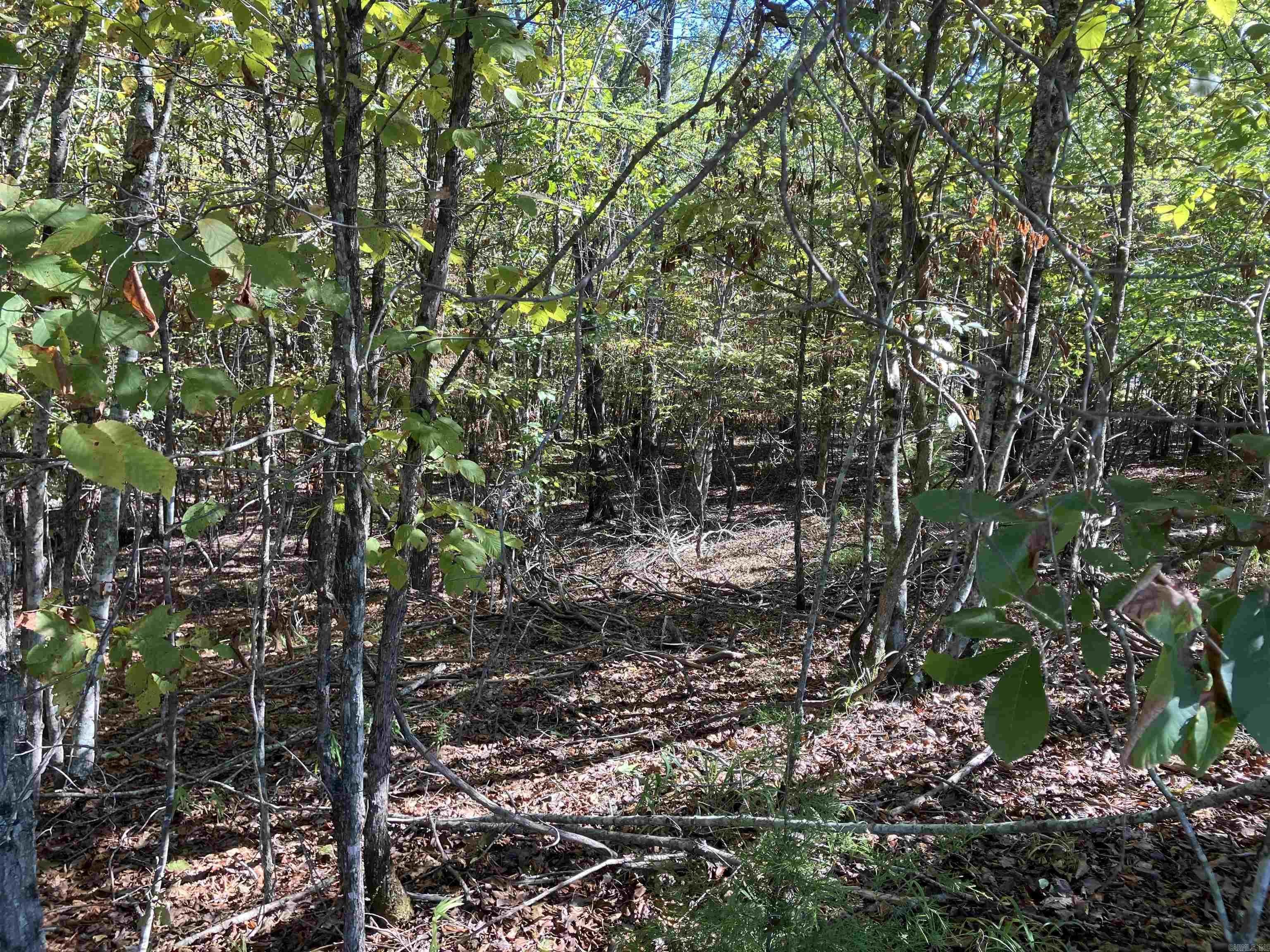 Tbd Tract 5 Polk Road 78 Road Property Photo 5