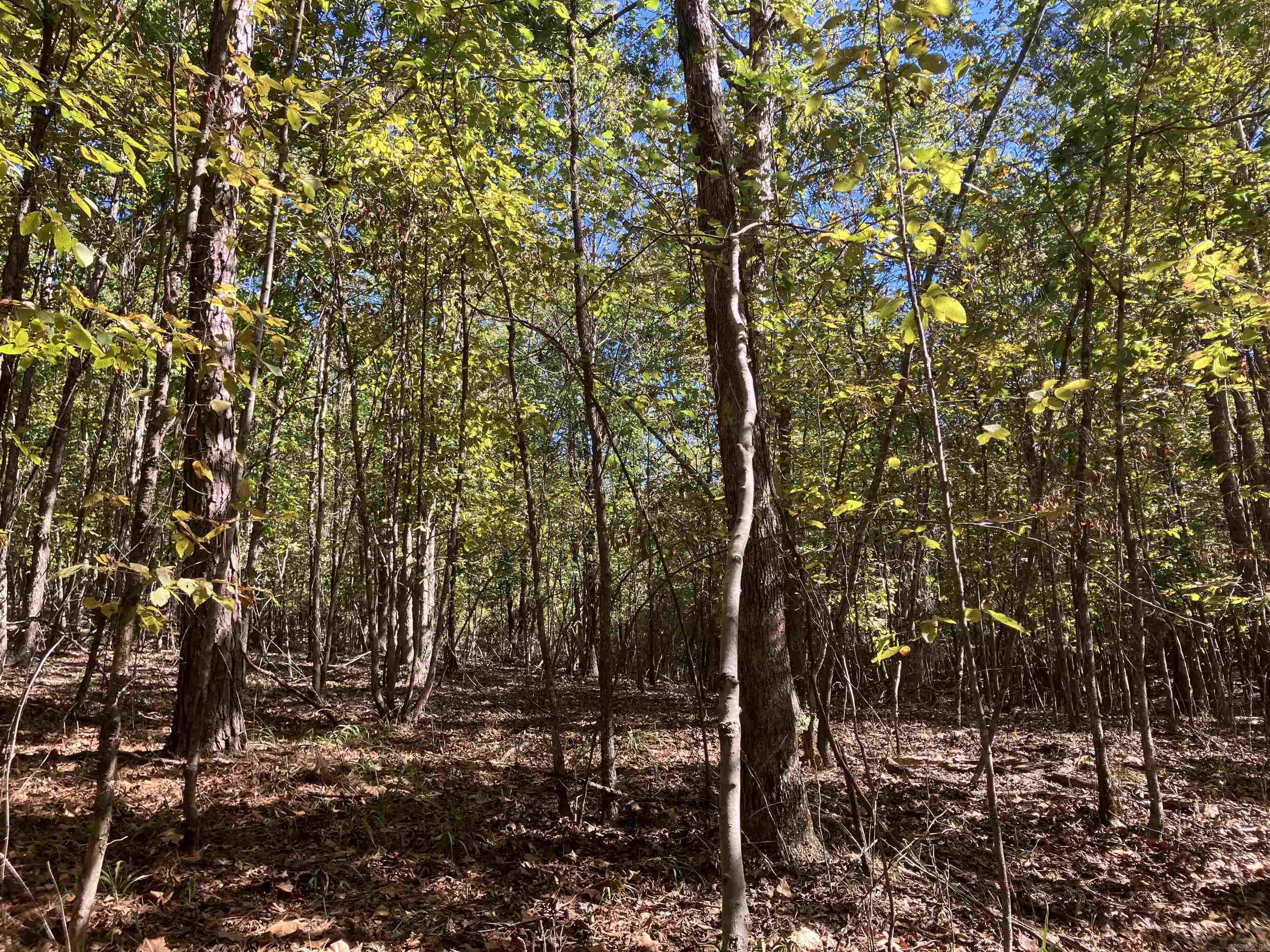 Tbd Tract 5 Polk Road 78 Road Property Photo 19