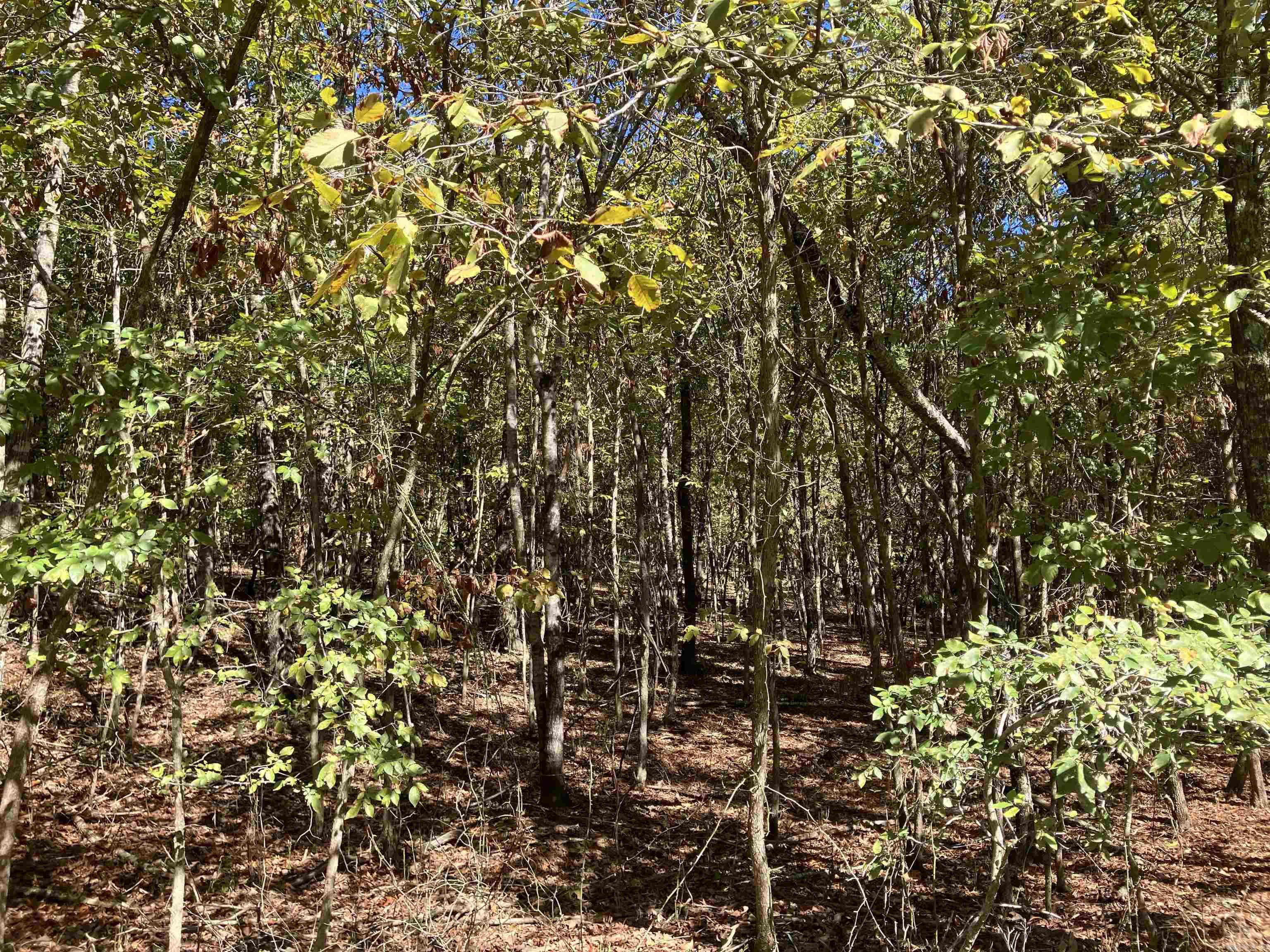 Tbd Tract 5 Polk Road 78 Road Property Photo 32