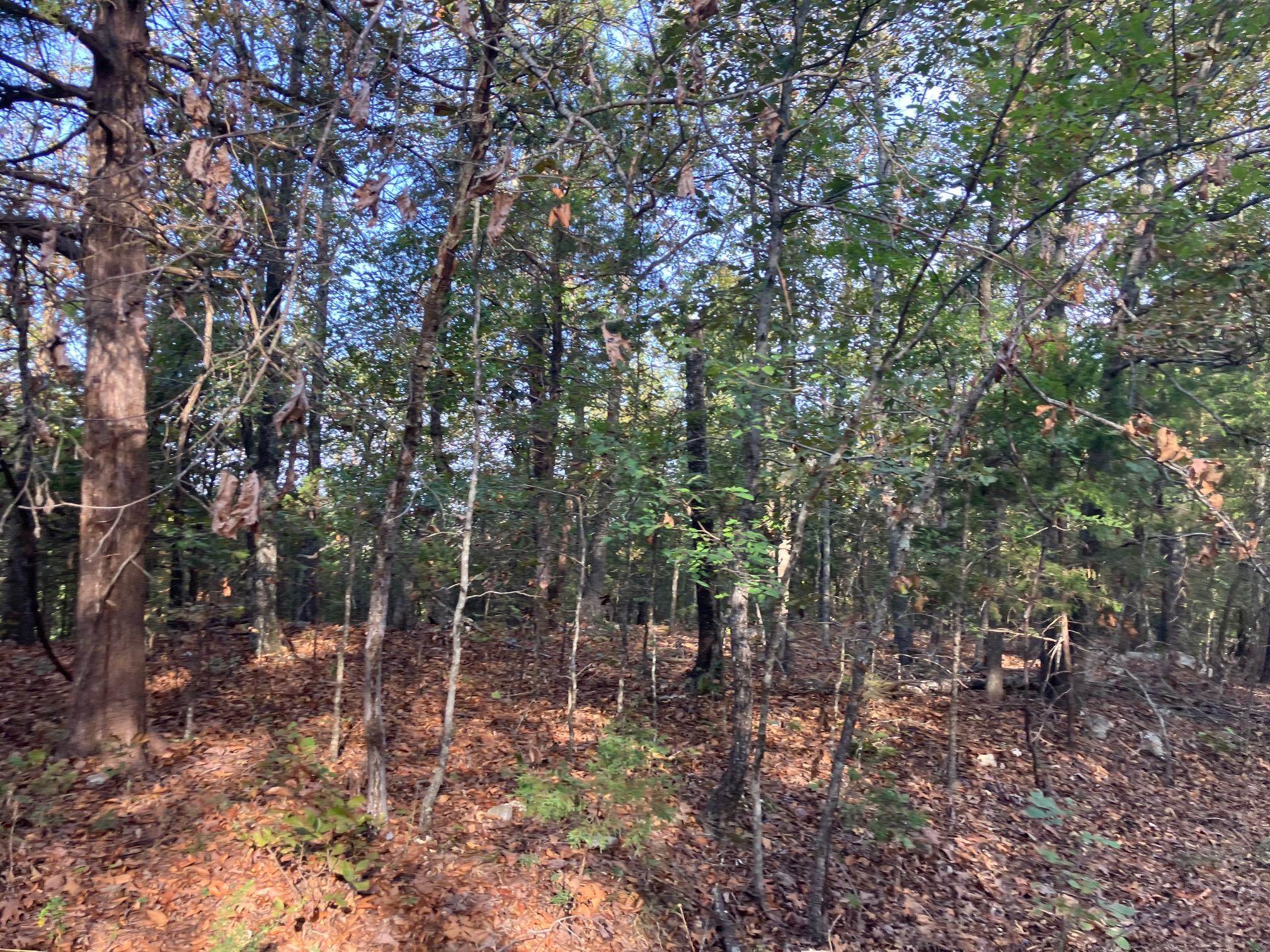 Tbd Hwy 62/412 Property Photo 5