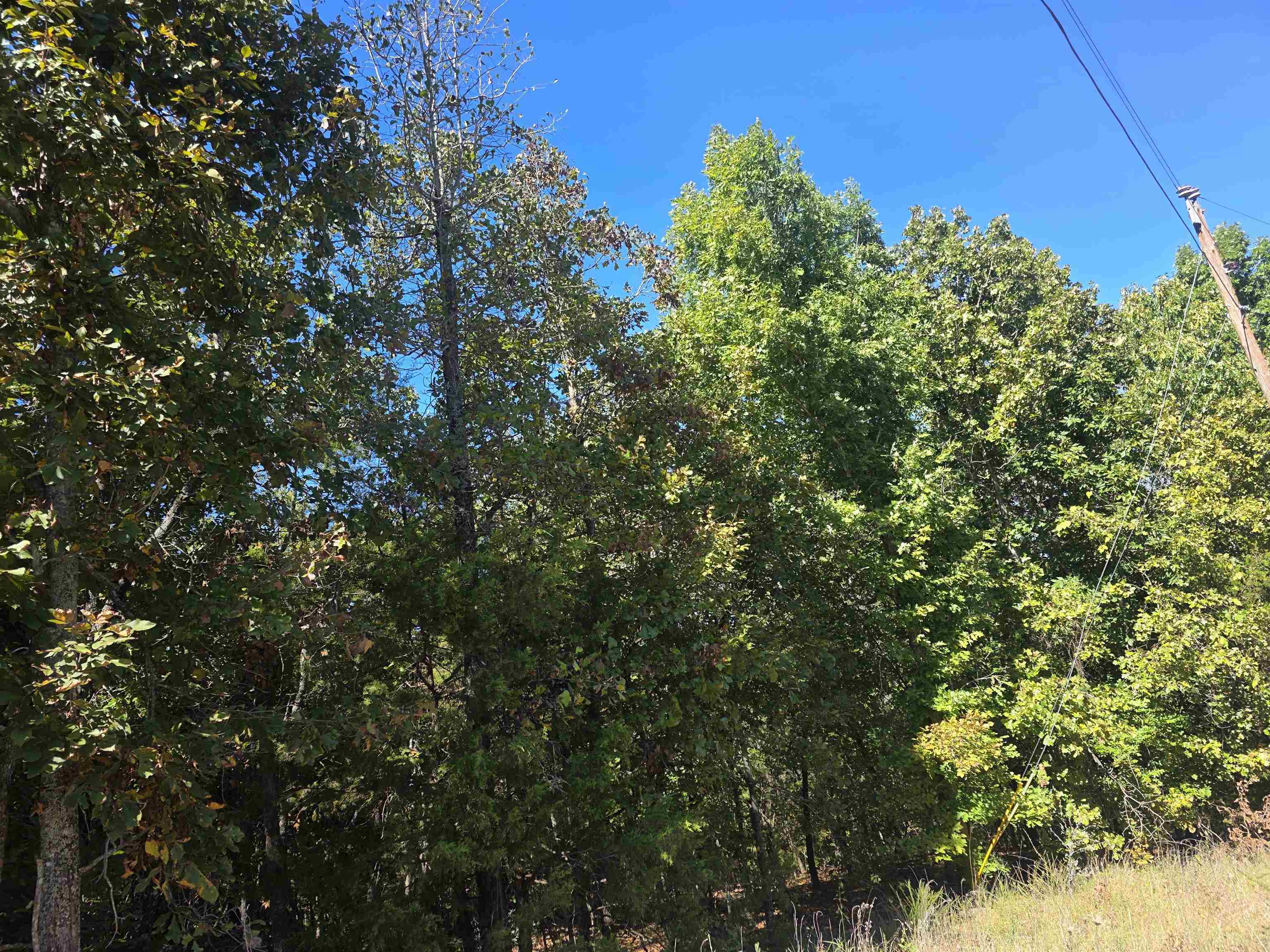 L-78, B-2 San Juan Trail Property Photo 9