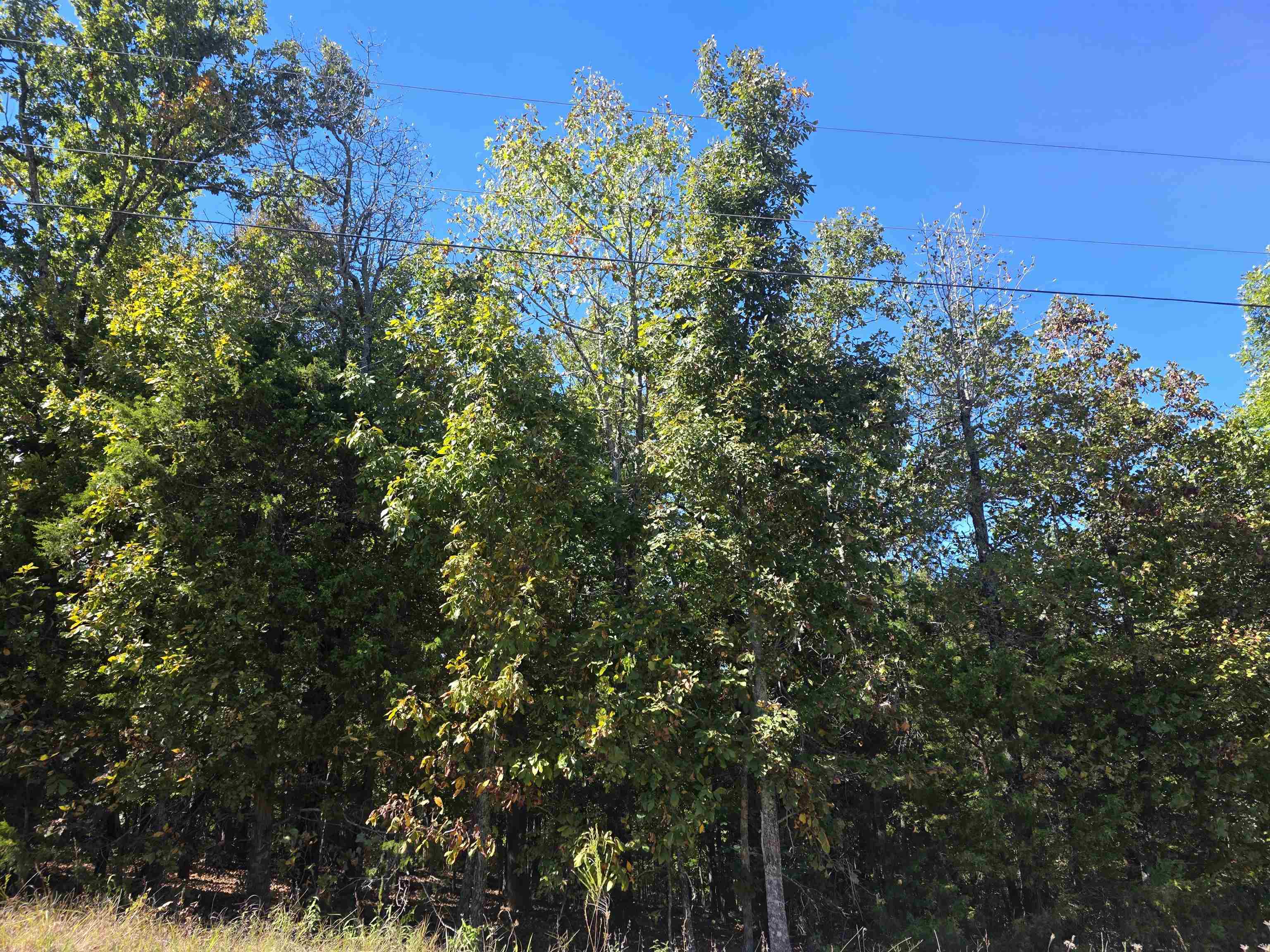 L-78, B-2 San Juan Trail Property Photo 14