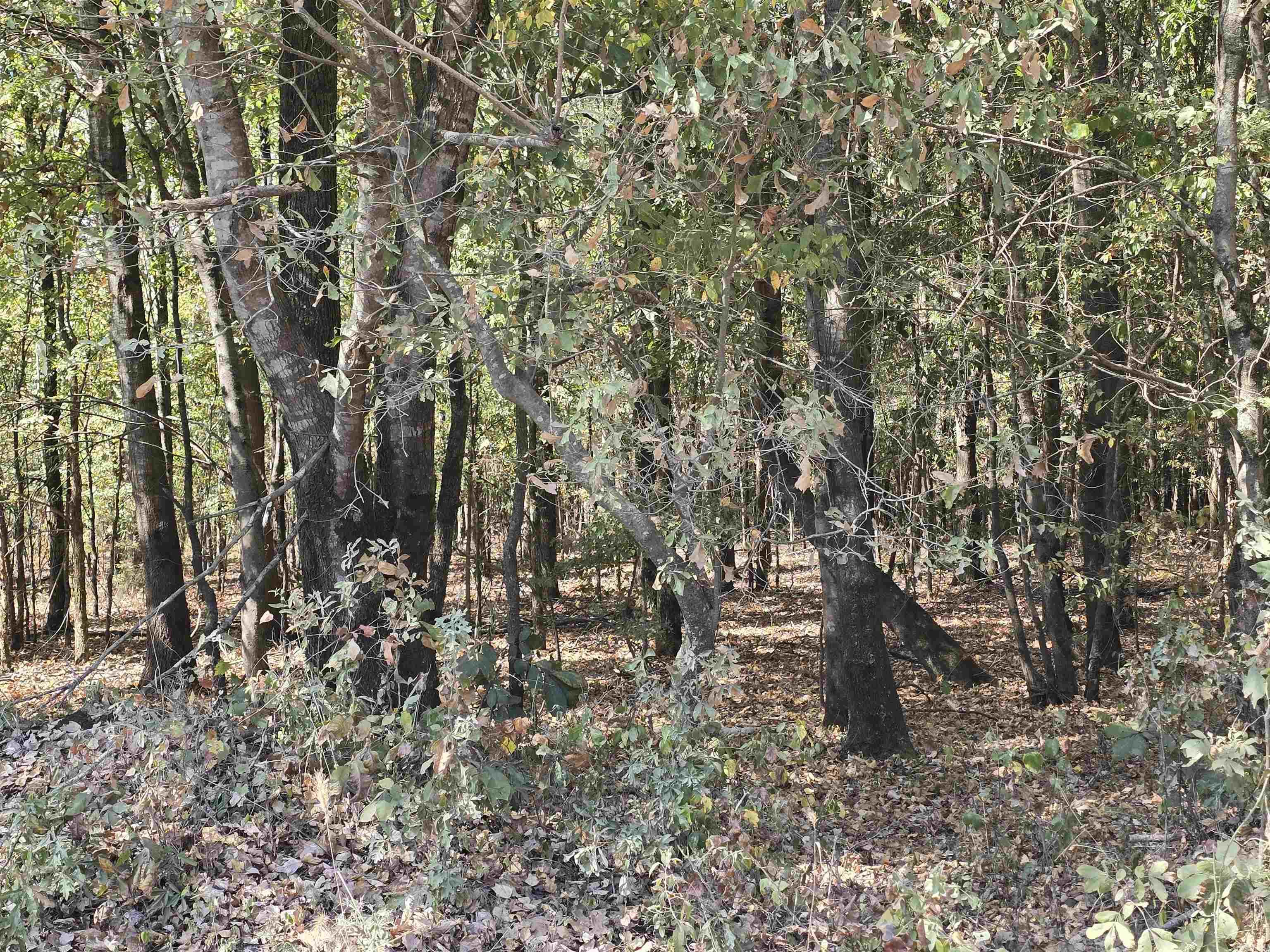 Tbd Tucker Road Property Photo 1