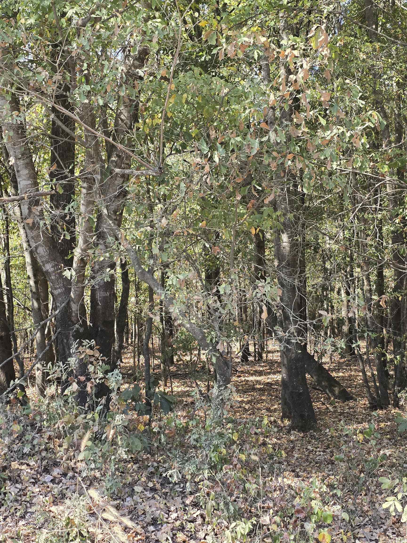 Tbd Tucker Road Property Photo 2