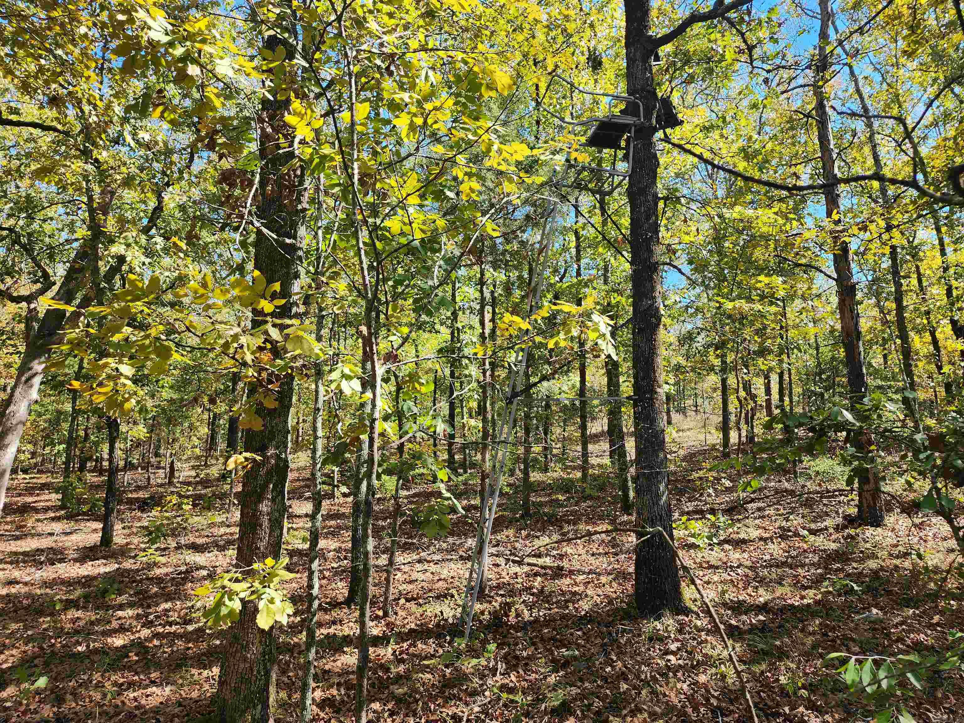 153 & 155 Otto Road Property Photo 37