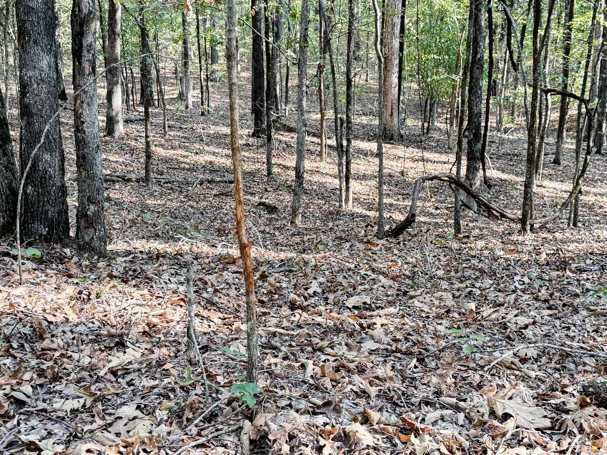 000 Hwy 49 Property Photo 16