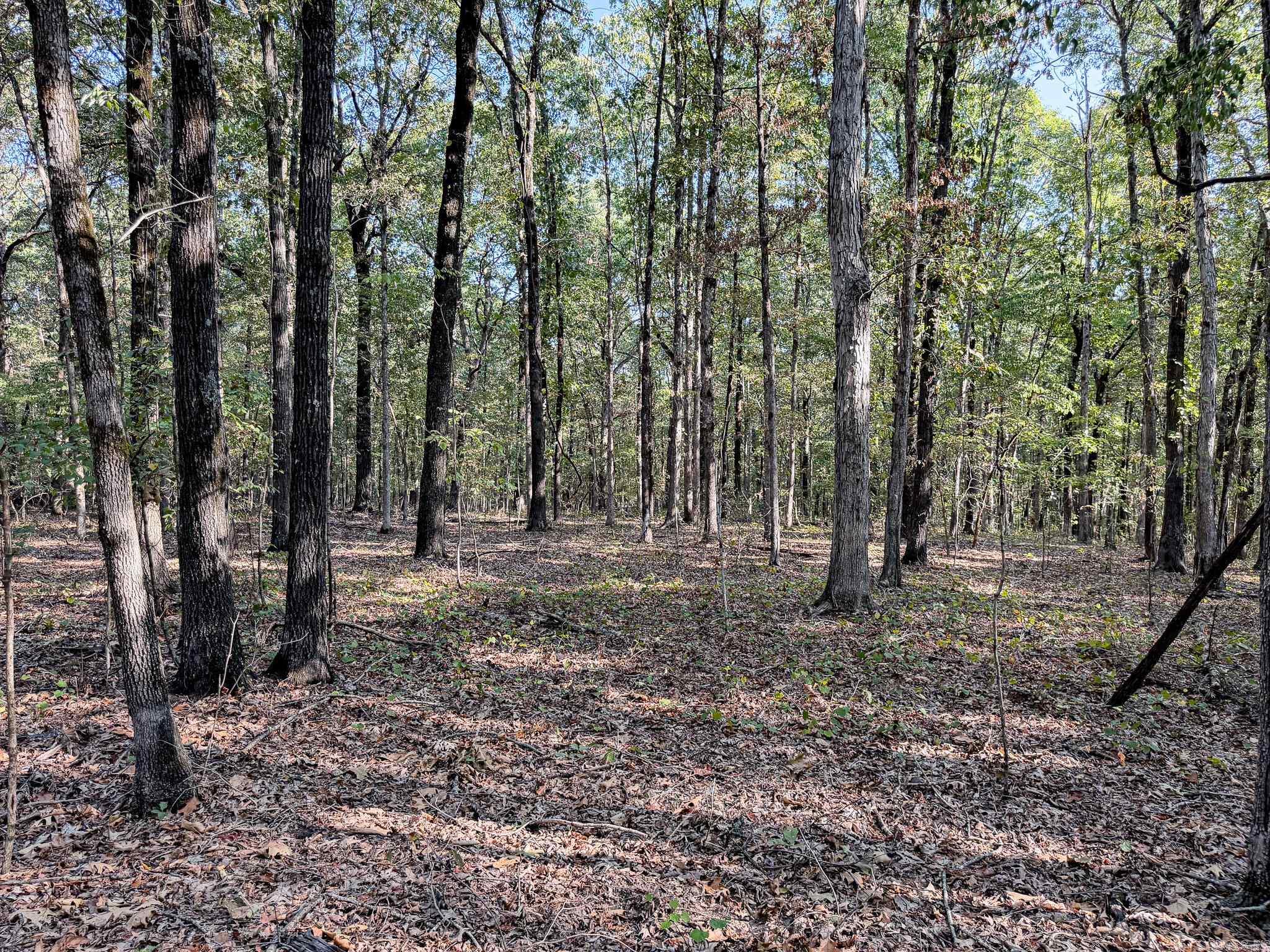 000 Hwy 49 Property Photo 17