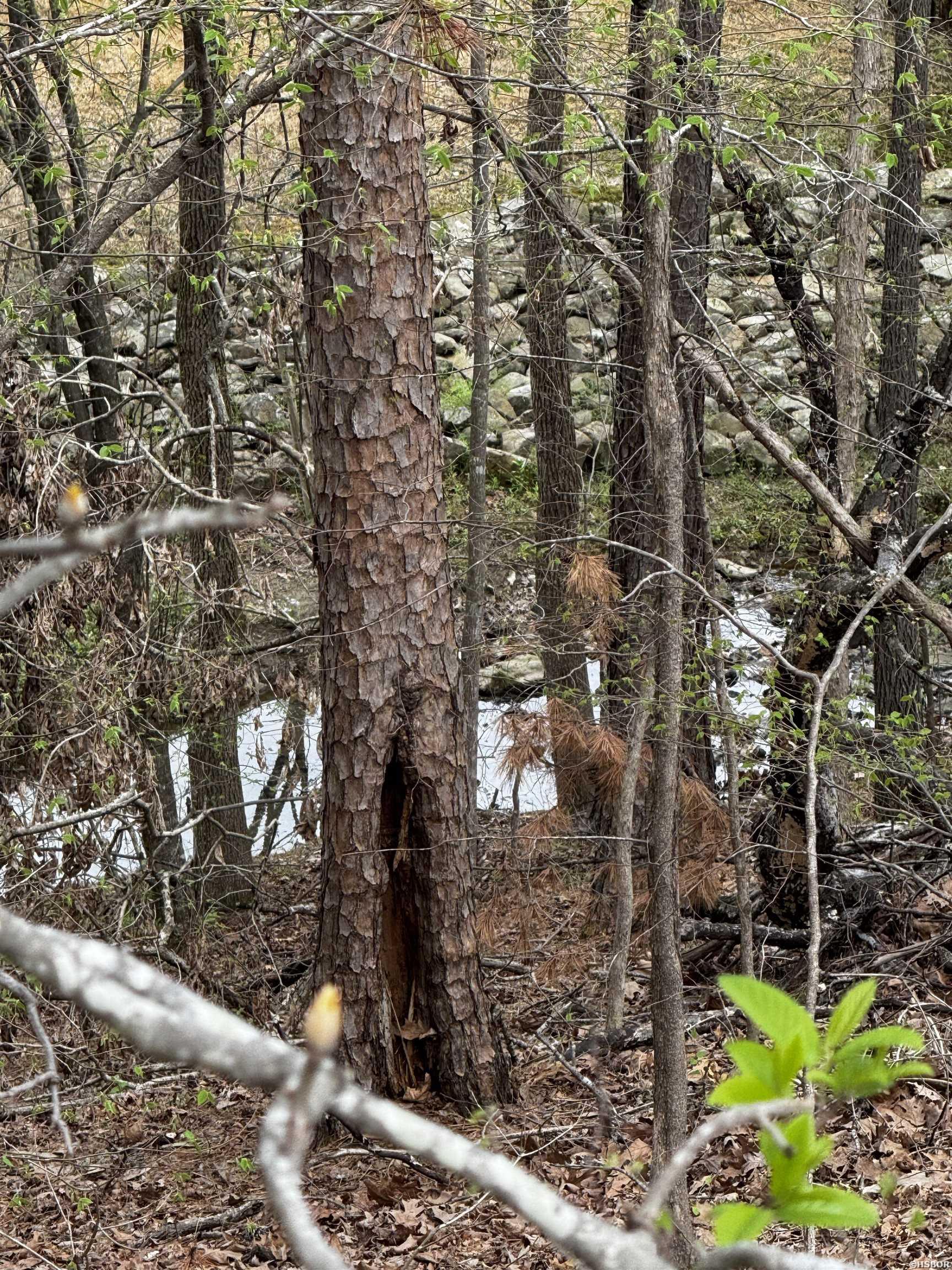 Lot 31 Forest View Circle Property Photo 1