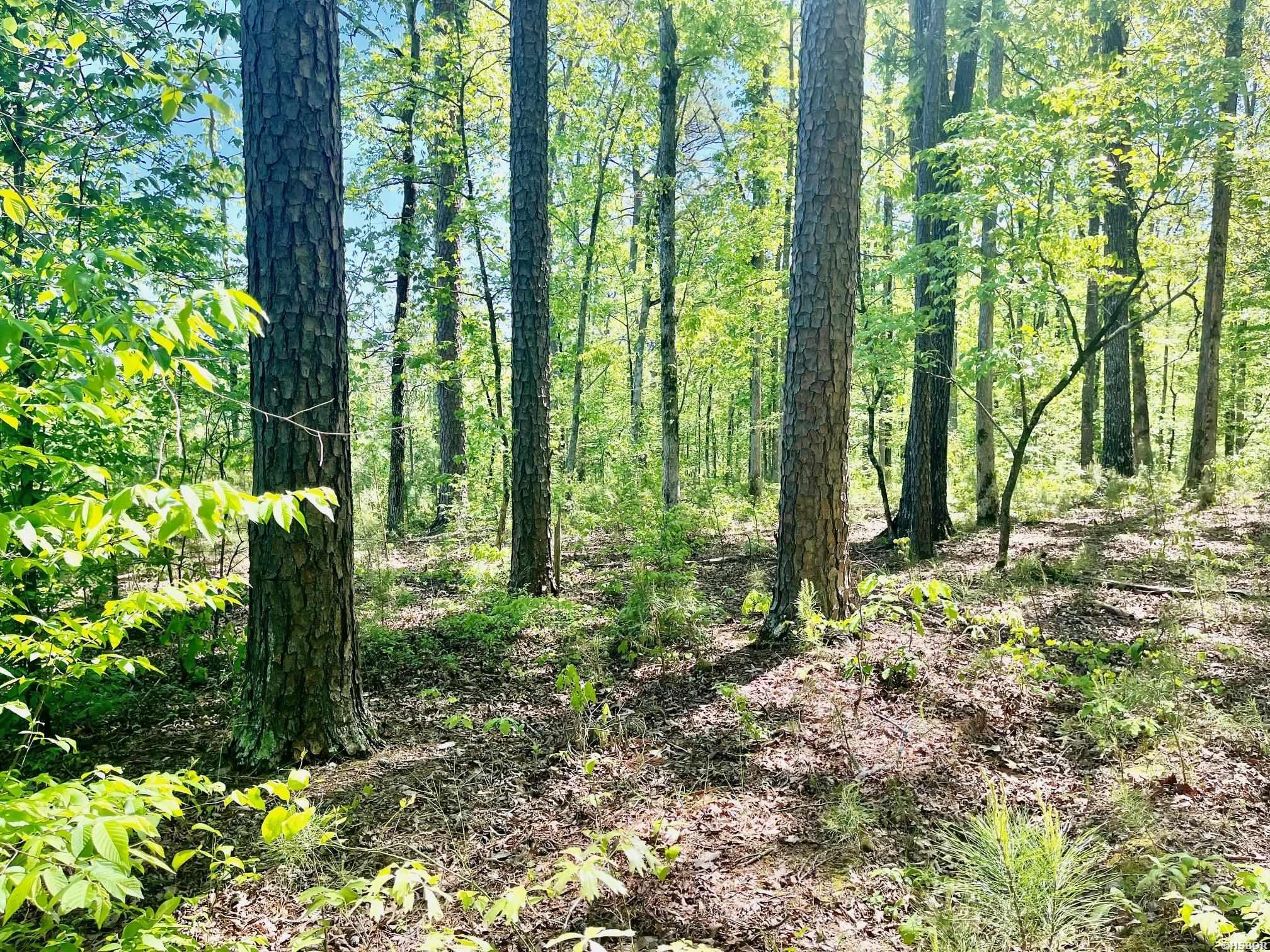 Xxx Beech Property Photo 13