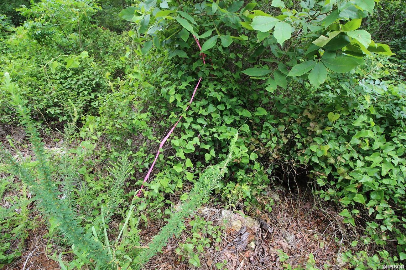 00 Mt Riante Road Property Photo 11