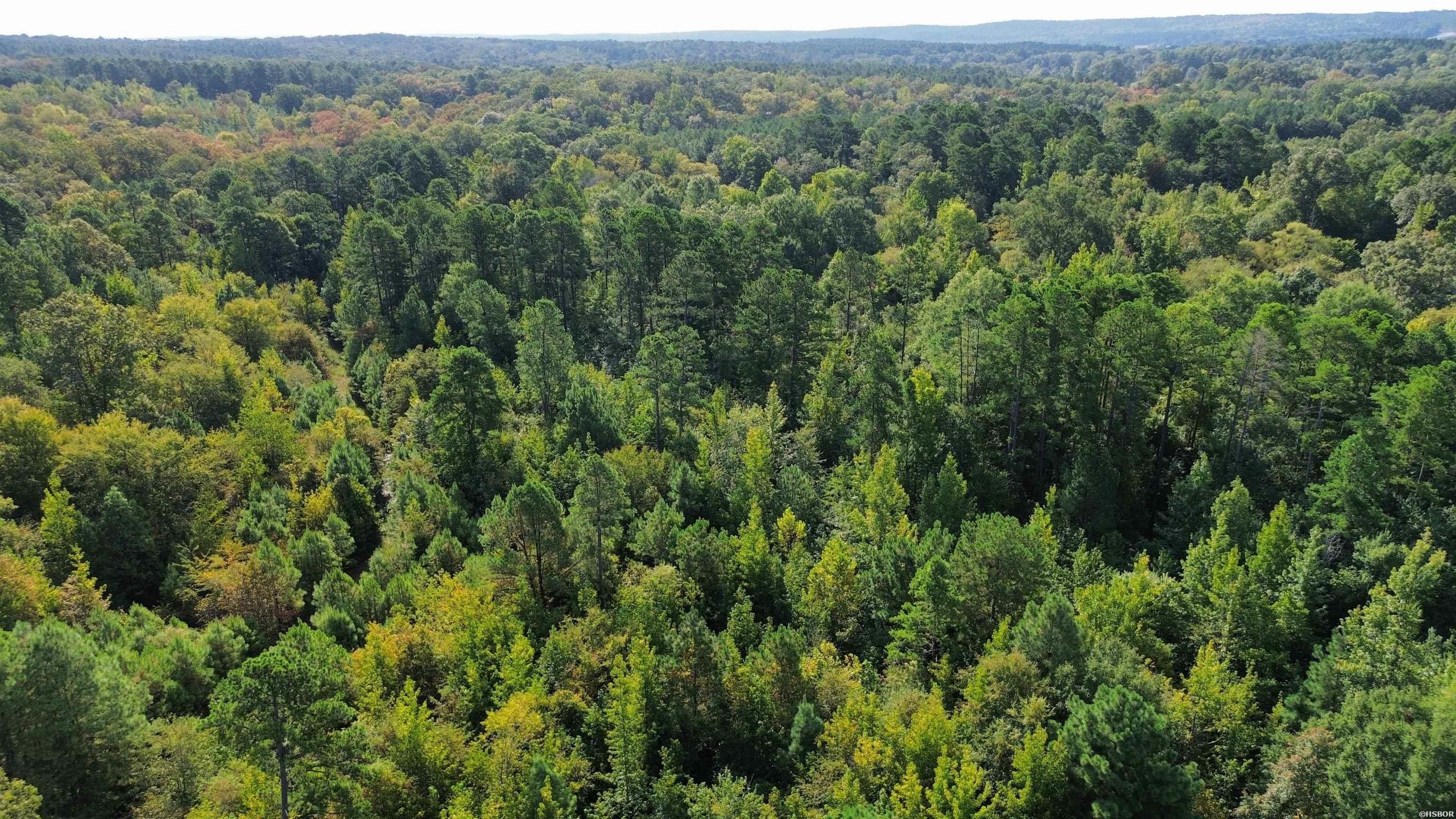 Tbd Palmetto Loop Property Photo 3