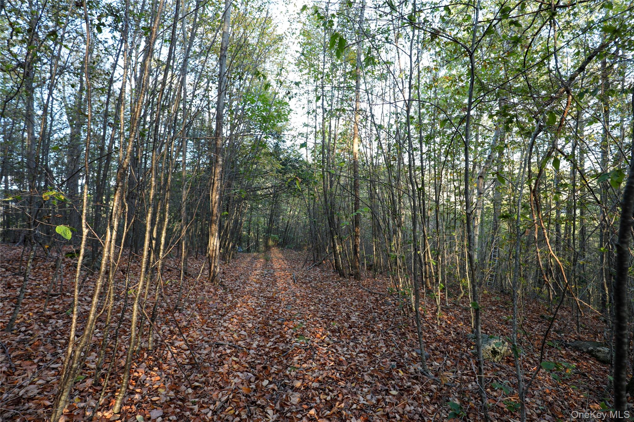 Tbd Ny-28 Route Property Photo 4