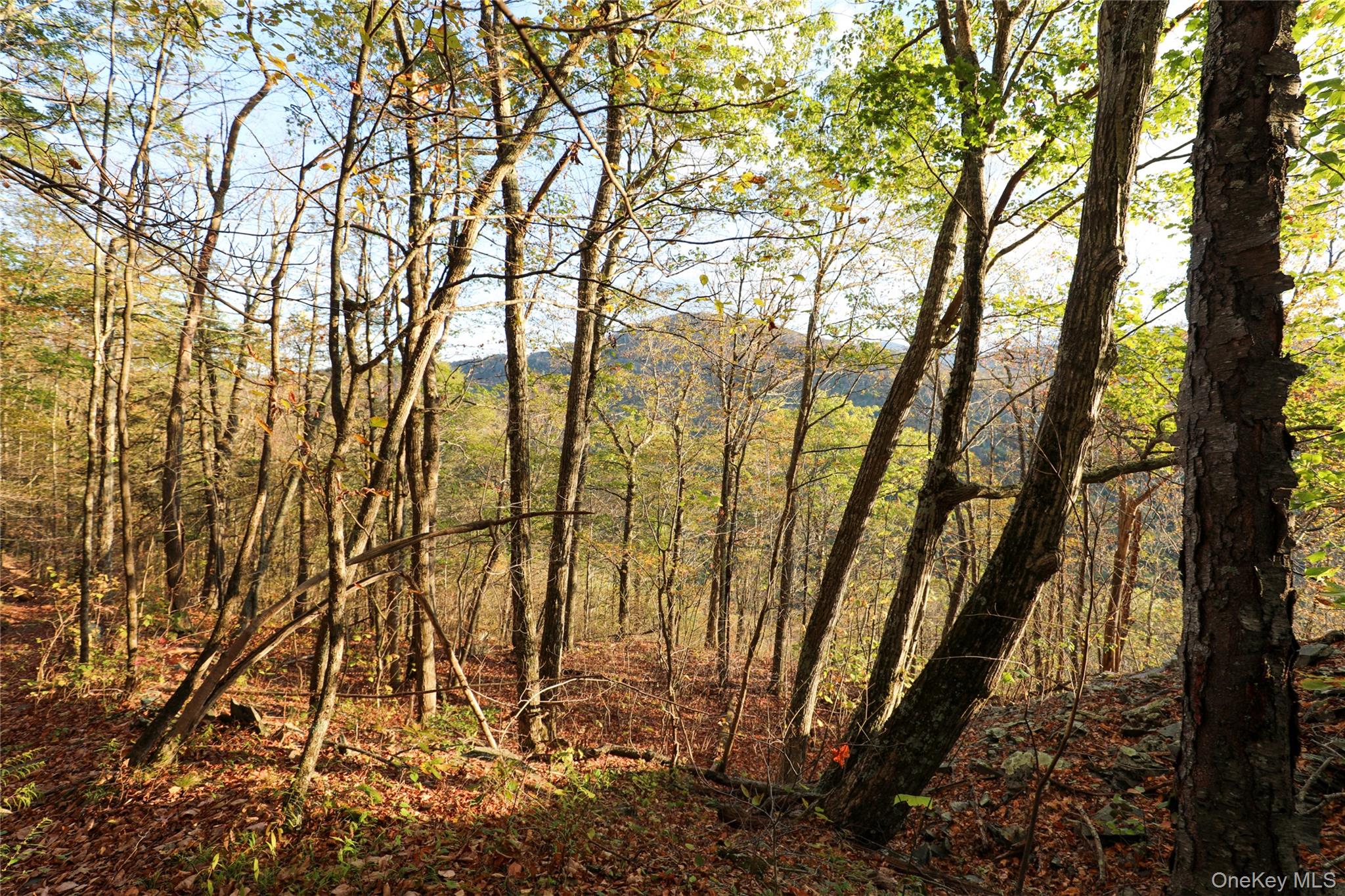 Tbd Ny-28 Route Property Photo 8