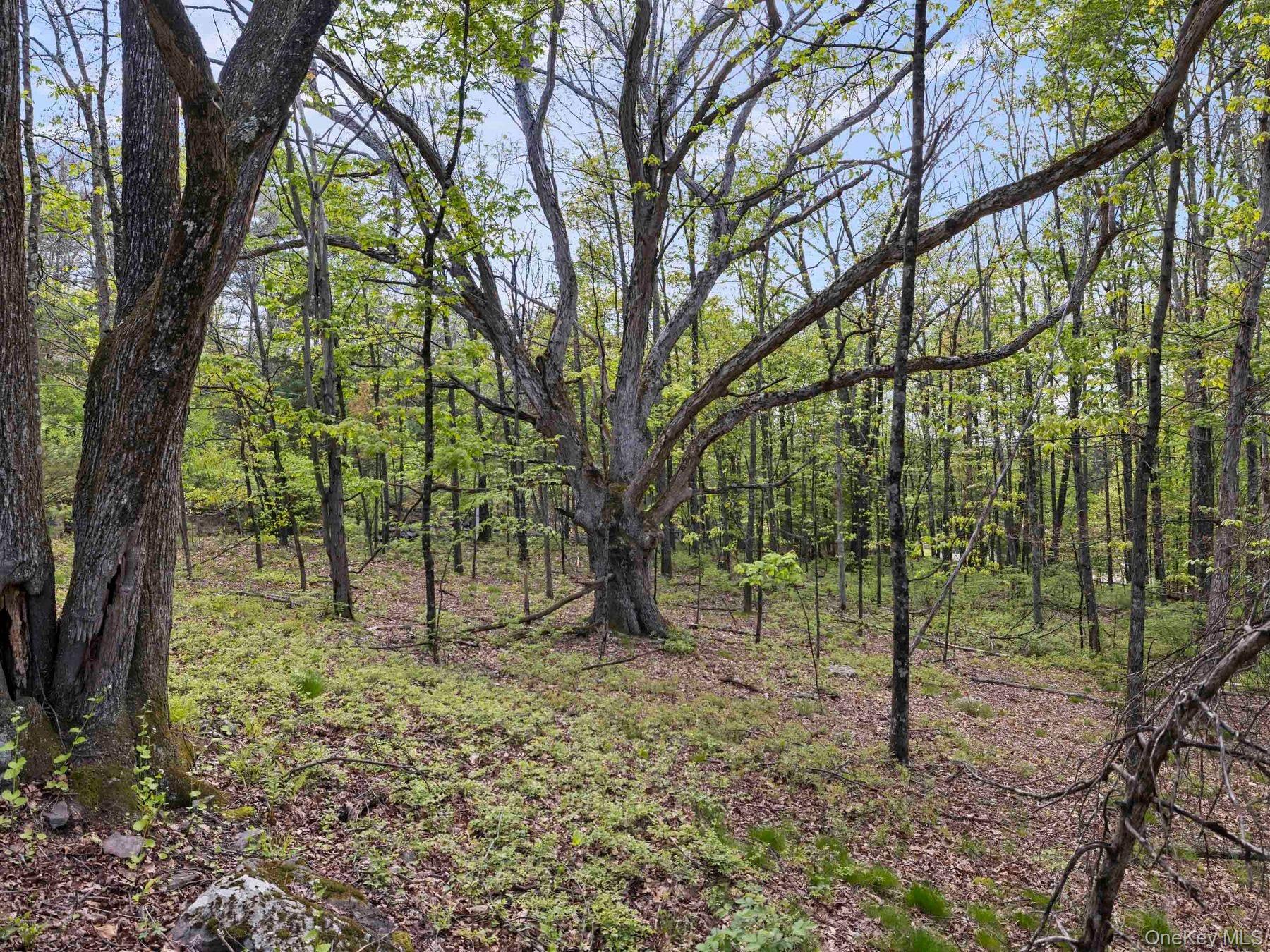 Tbd Route 44/55 Property Photo 7