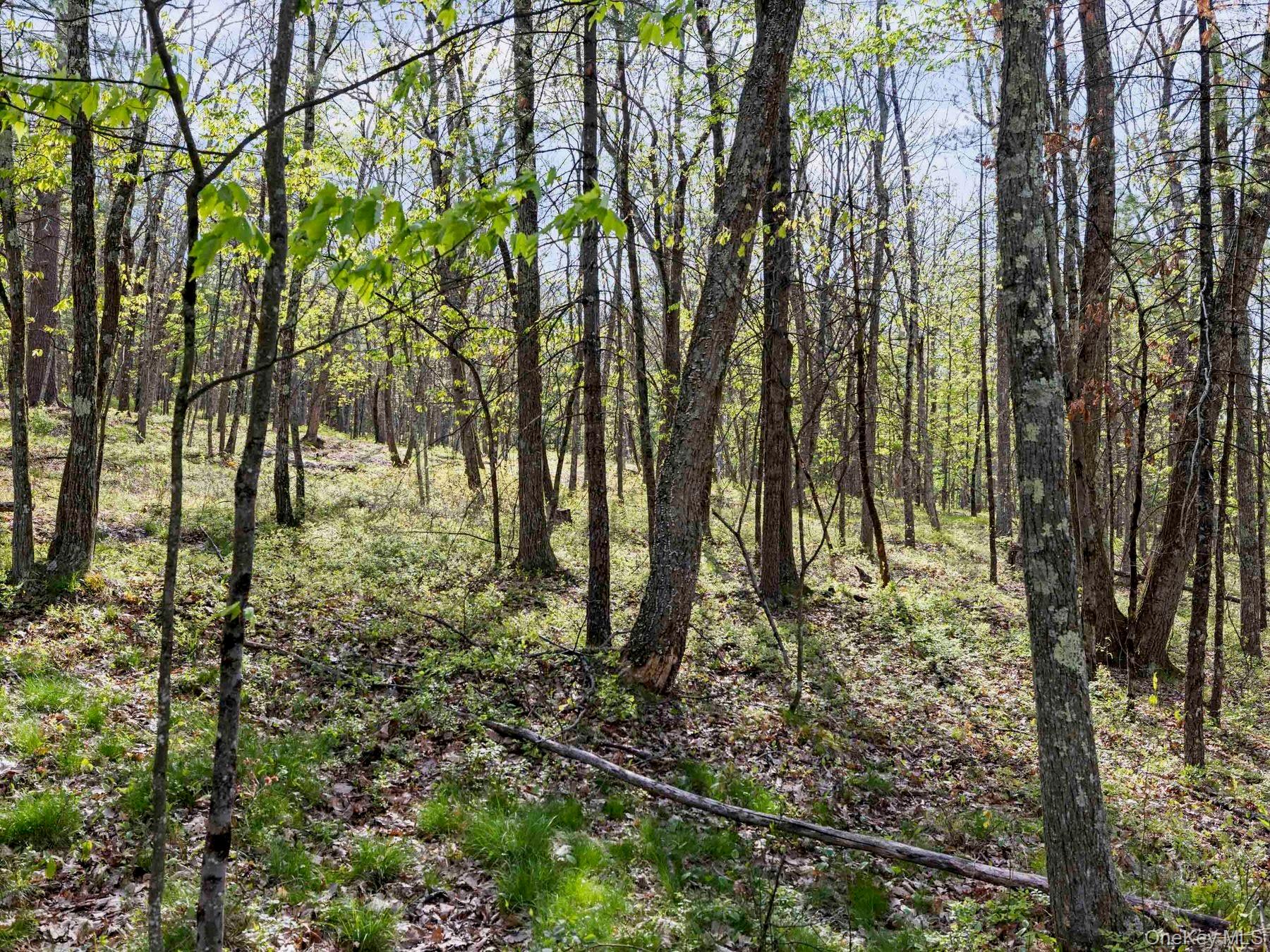 Tbd Route 44/55 Property Photo 14