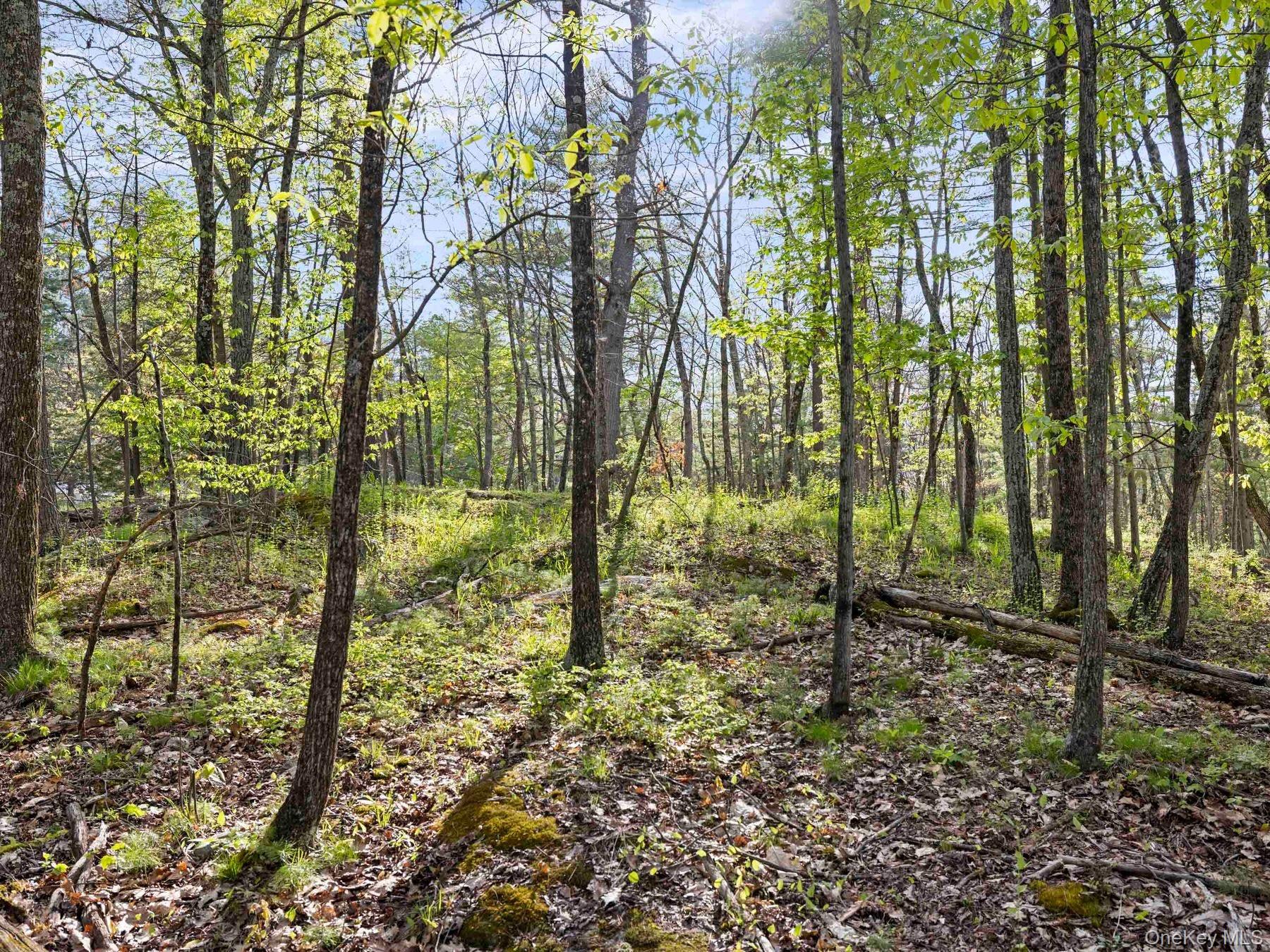 Tbd Route 44/55 Property Photo 16