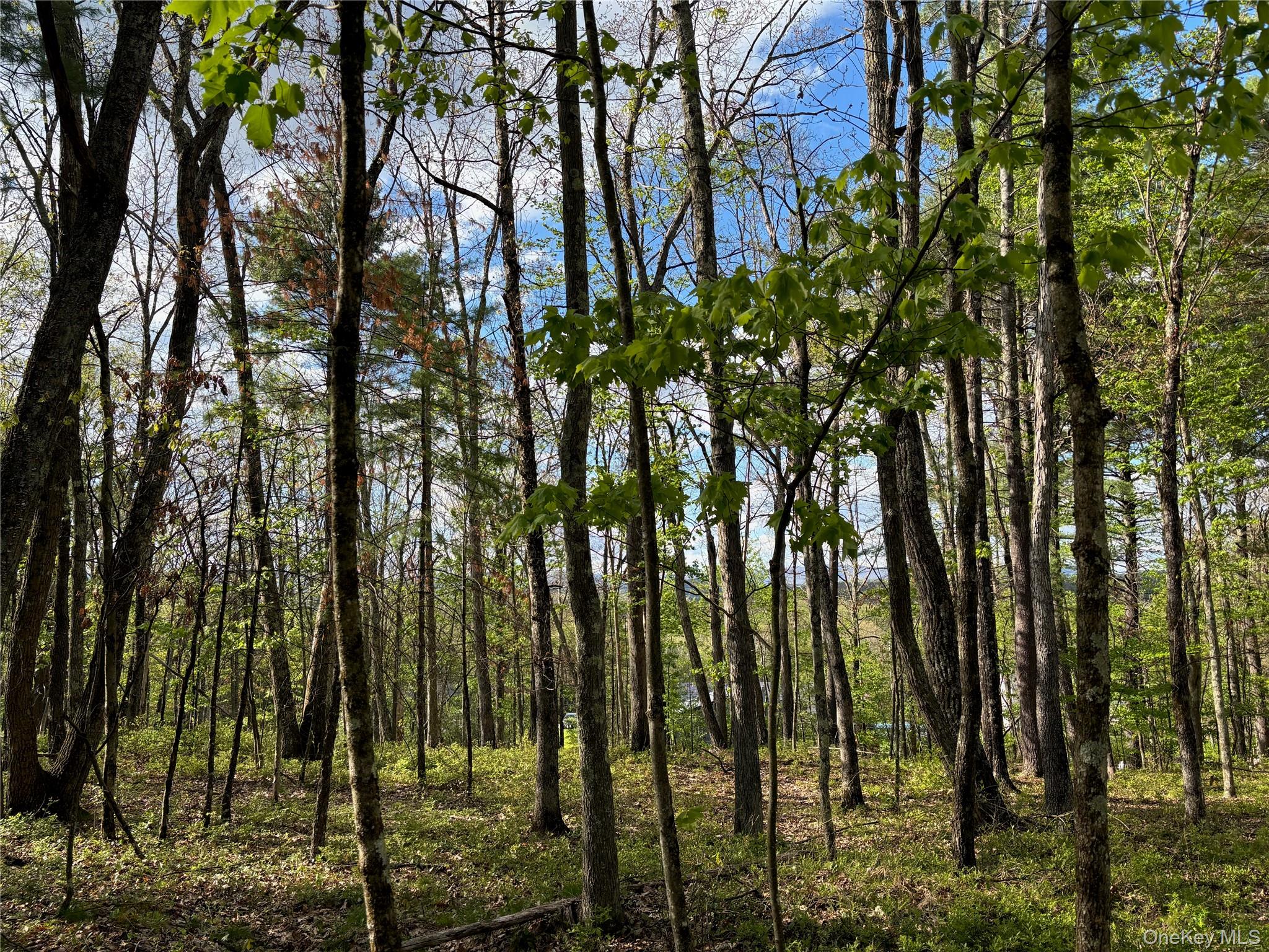 Tbd Route 44/55 Property Photo 20