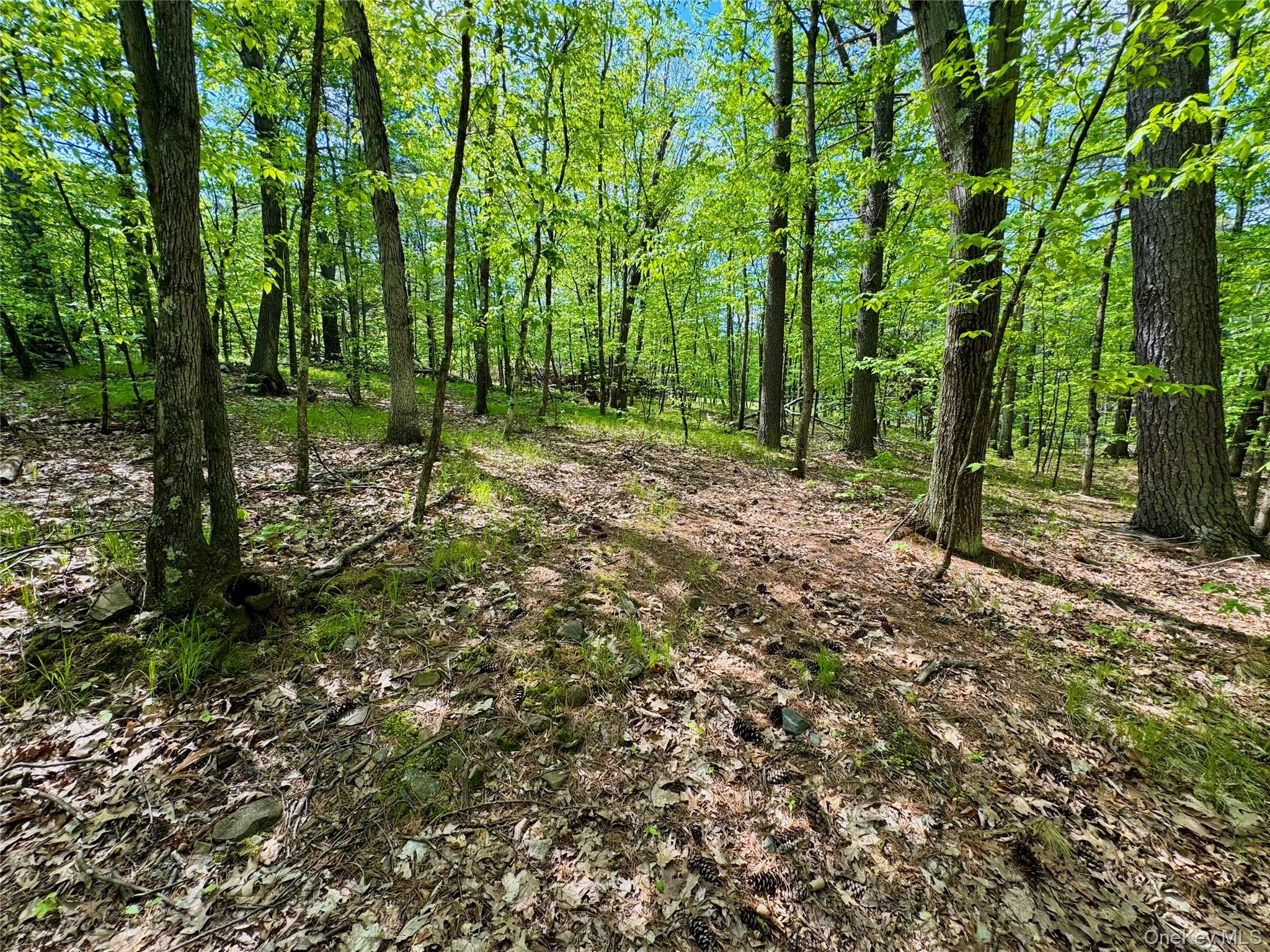 Tbd Bill Matter Road Property Photo 13