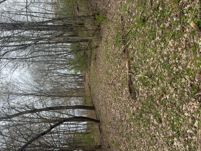 Lot 4 Shaver Hill Road Property Photo 4
