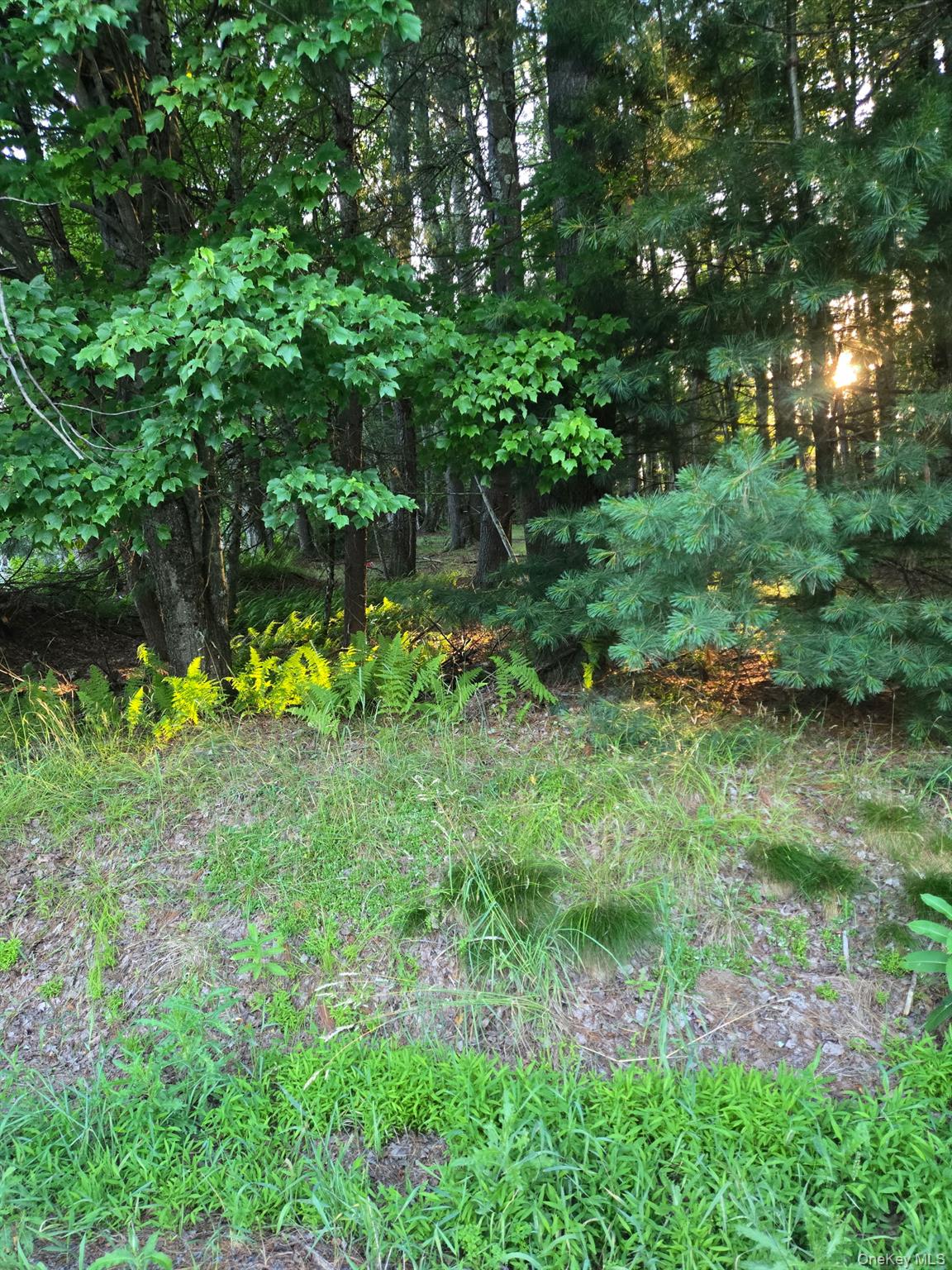 Horseshoe Lake Road Property Photo 2