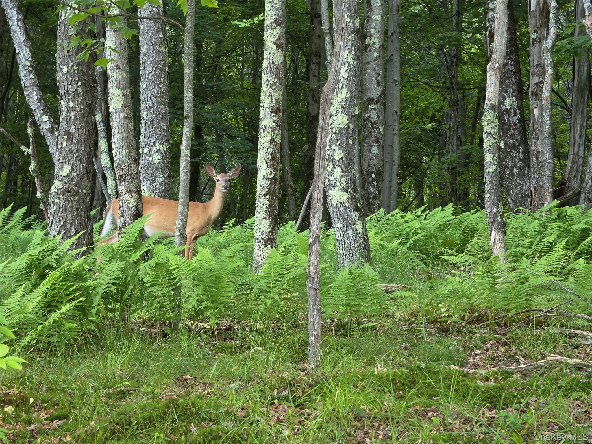 Tbd Timberwolf Road Property Photo 1