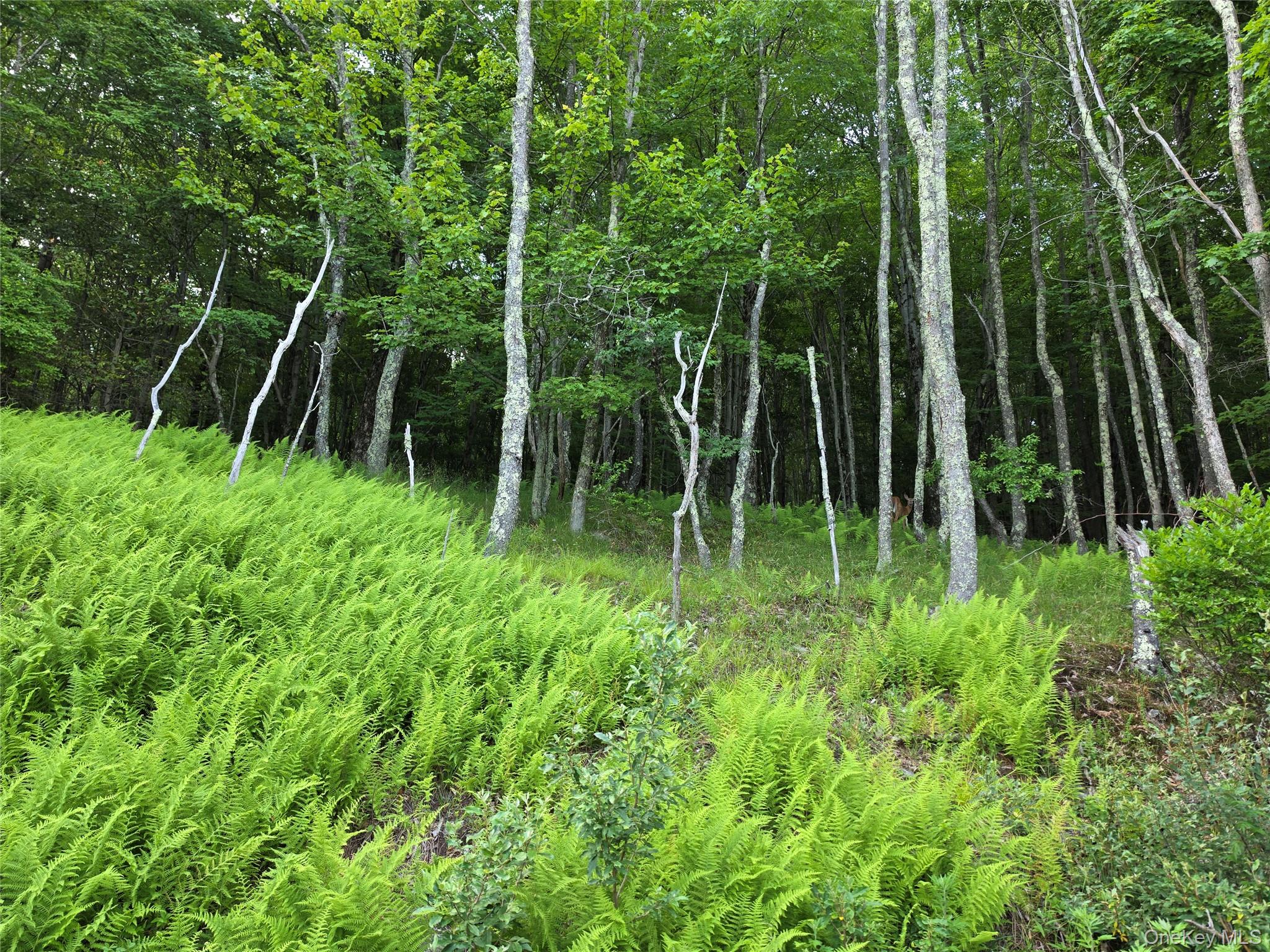 Tbd Timberwolf Road Property Photo 11