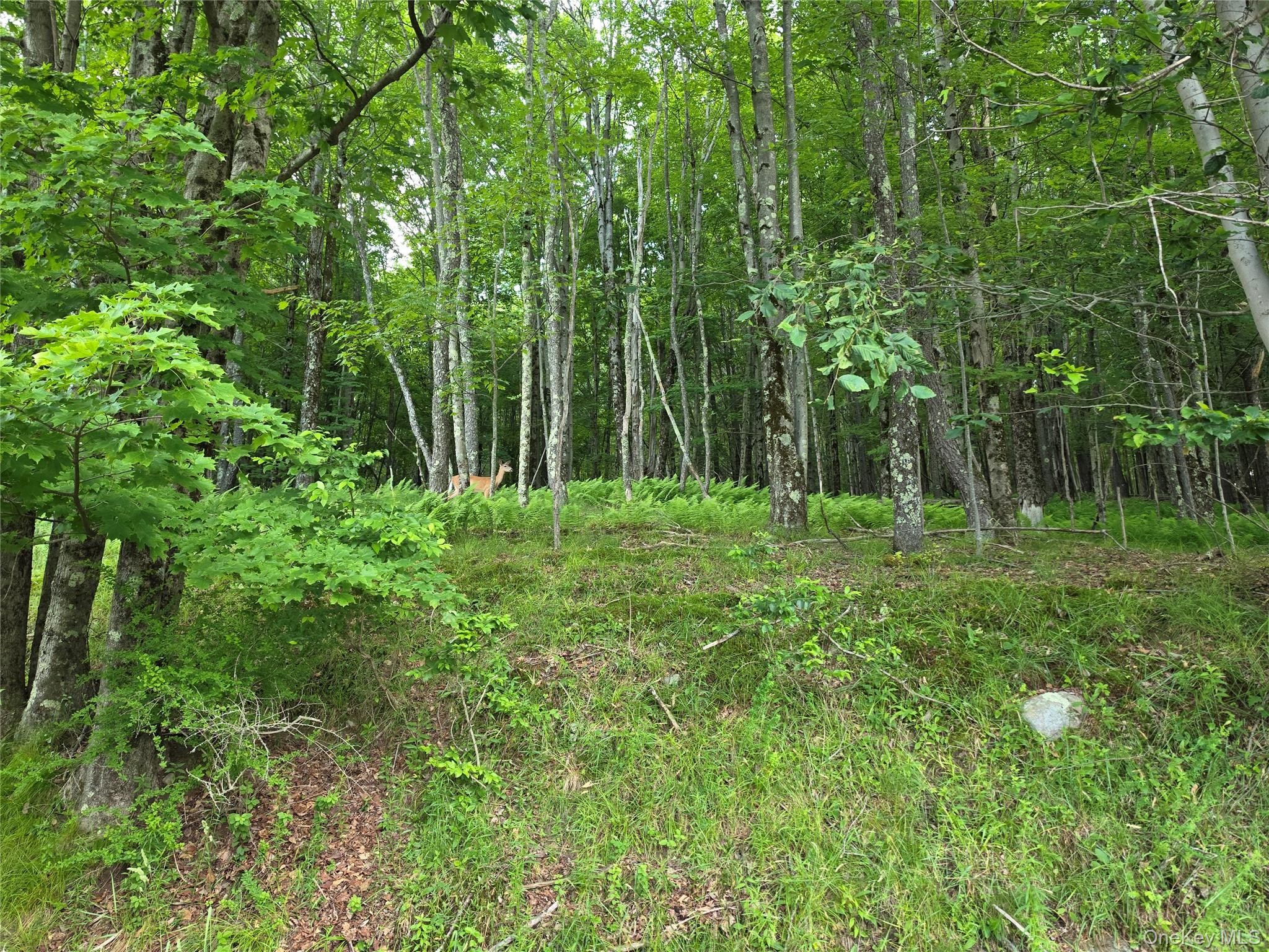 Tbd Timberwolf Road Property Photo 13