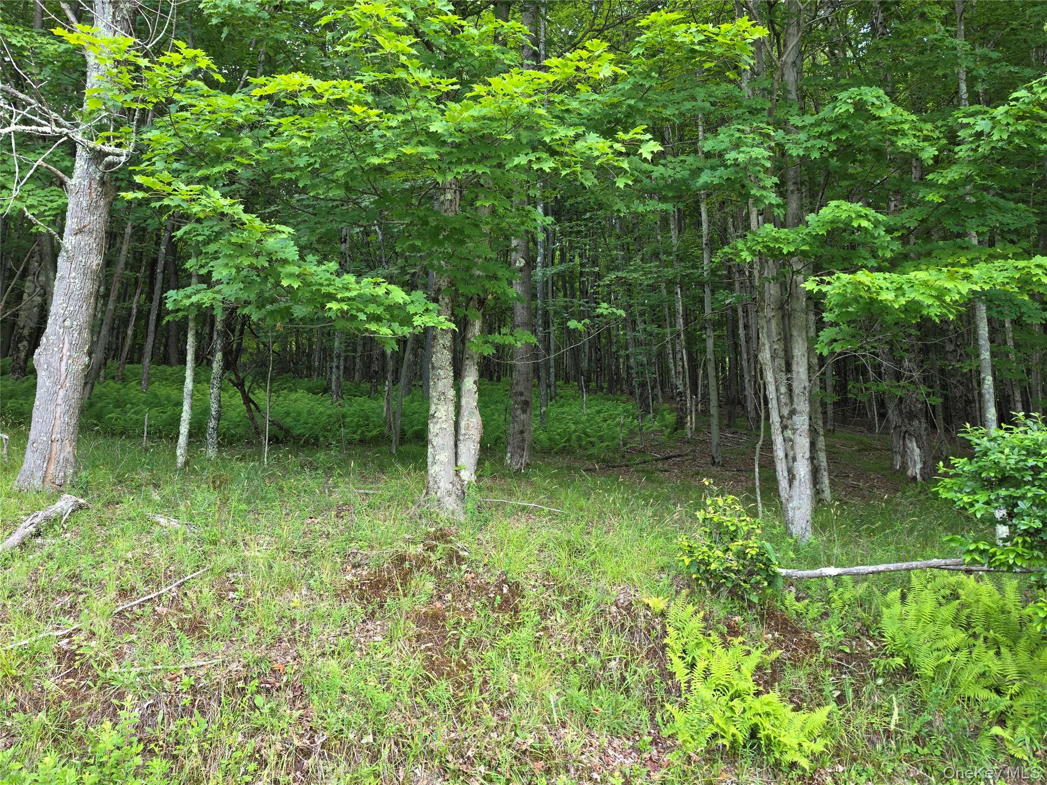 Tbd Timberwolf Road Property Photo 16