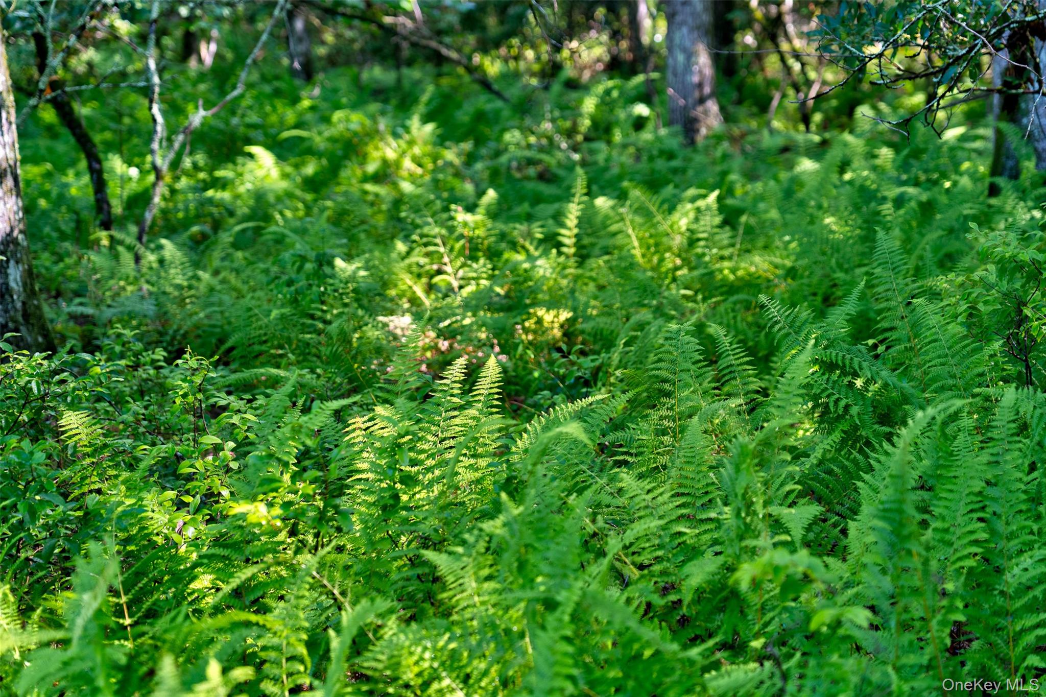 Lot 23 Perry Pond Road Property Photo 6
