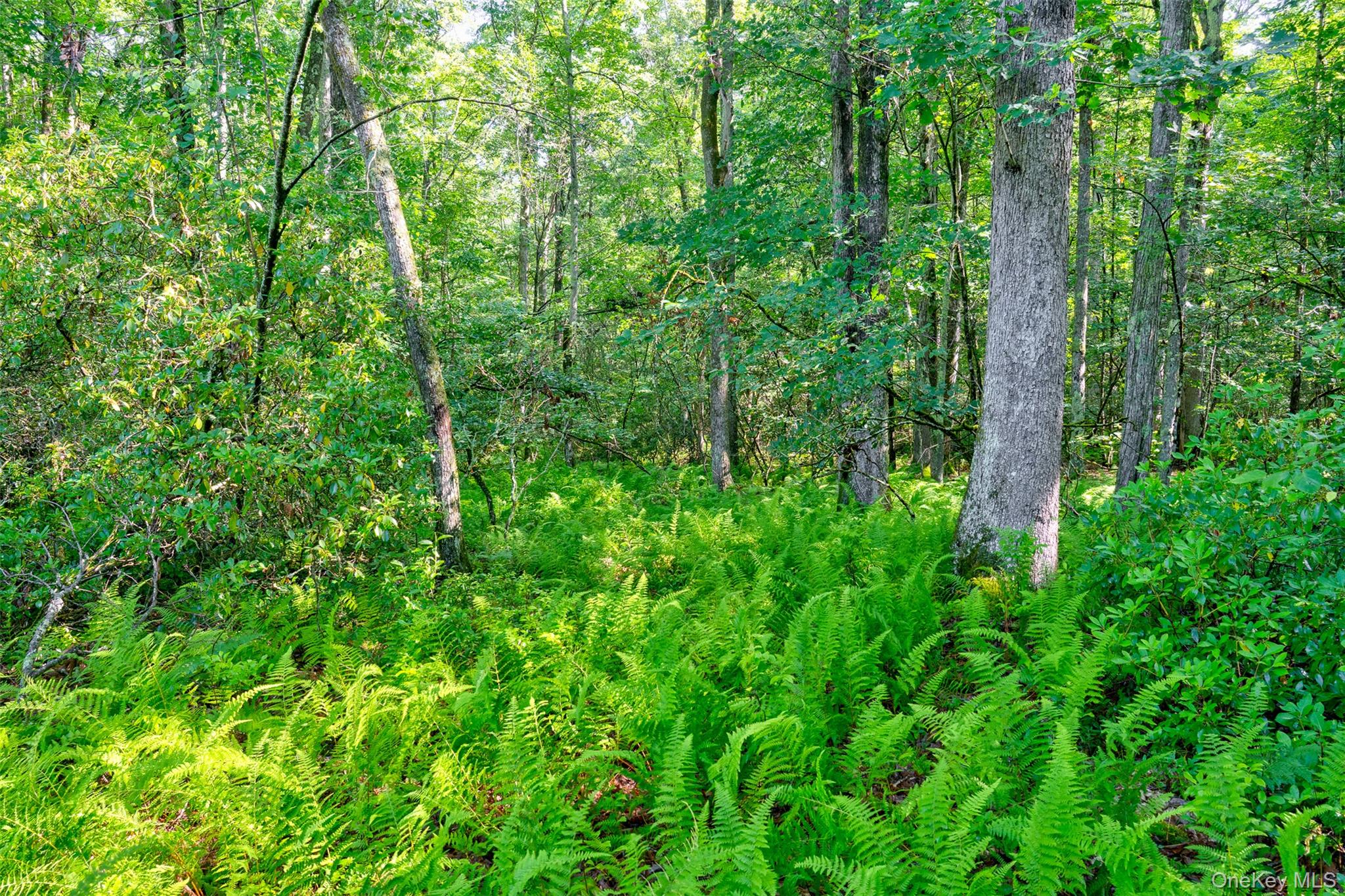 Lot 23 Perry Pond Road Property Photo 7