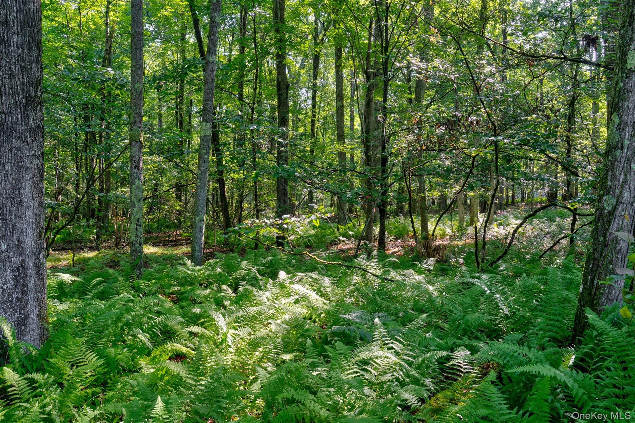 Lot 23 Perry Pond Road Property Photo 8