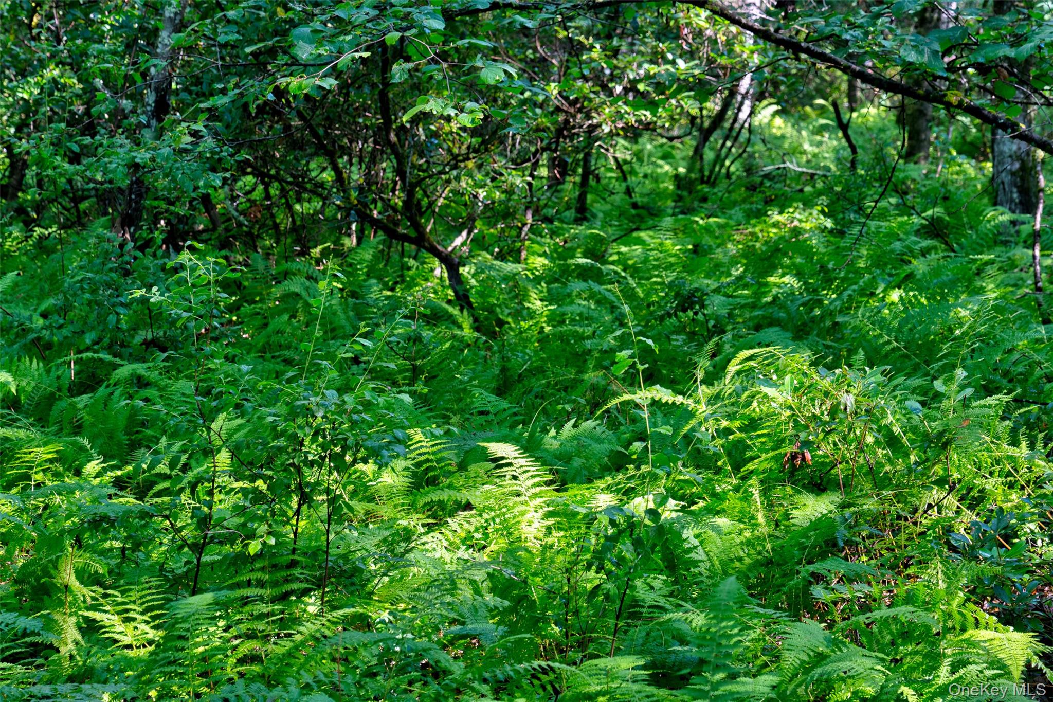 Lot 23 Perry Pond Road Property Photo 9